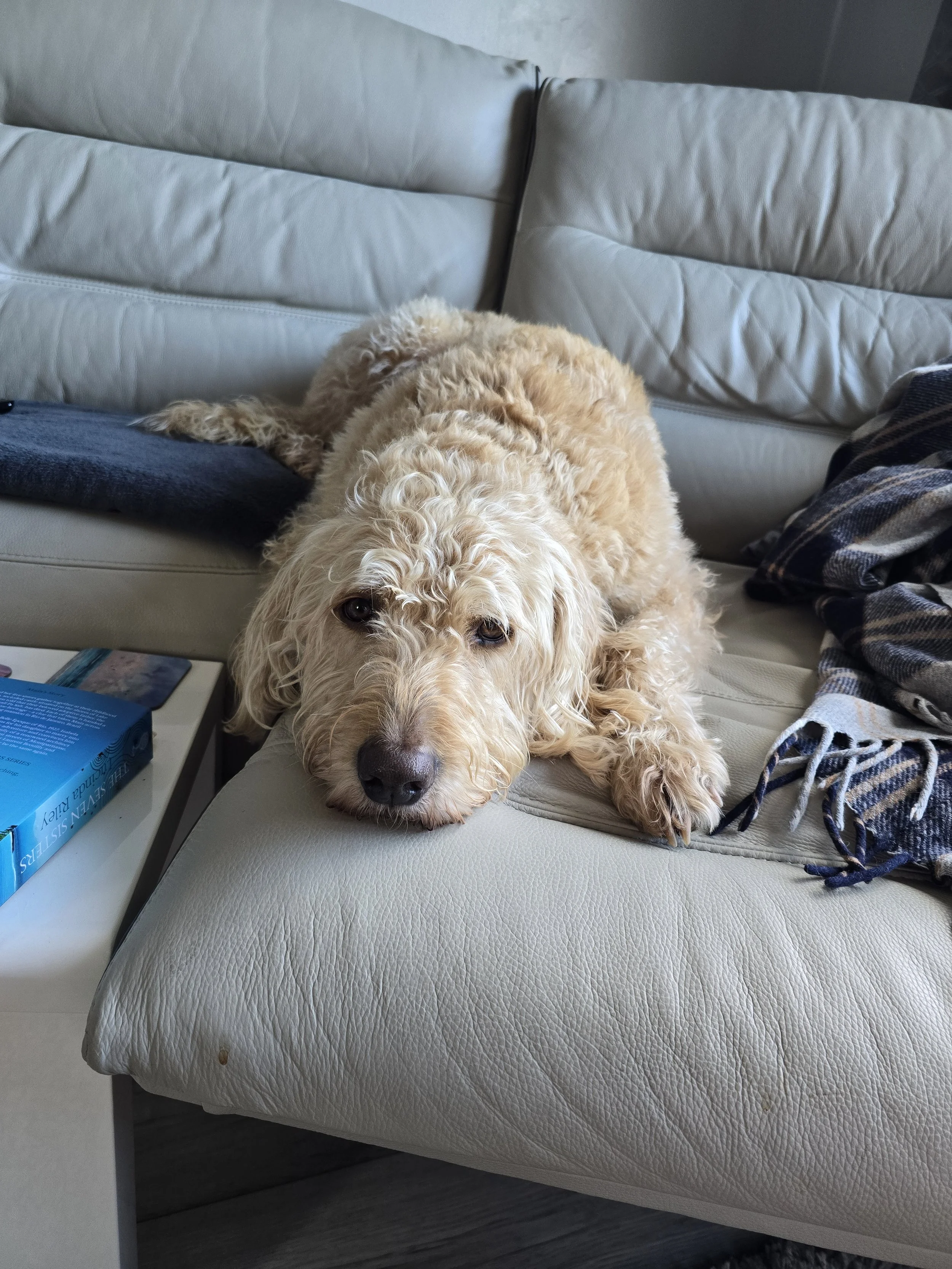 “What We’ve Learned About Dog Allergies”