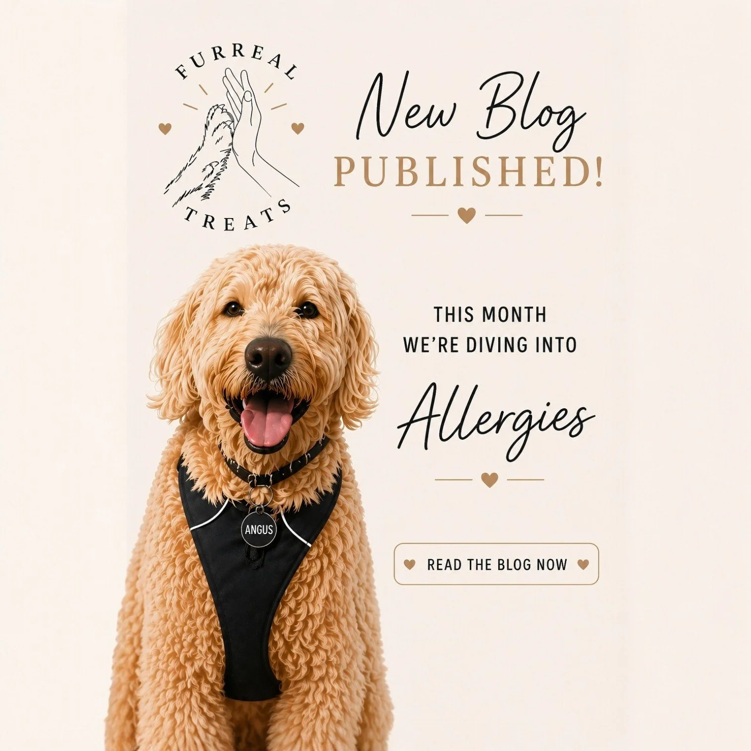 NEW BLOG JUST DROPPED 🤍

This month we&rsquo;re talking all things allergies &mdash; because itchy pups, upset tummies and constant scratching? Not the vibe.

Inside the blog we&rsquo;re breaking down:
&bull; common signs to look out for
&bull; what