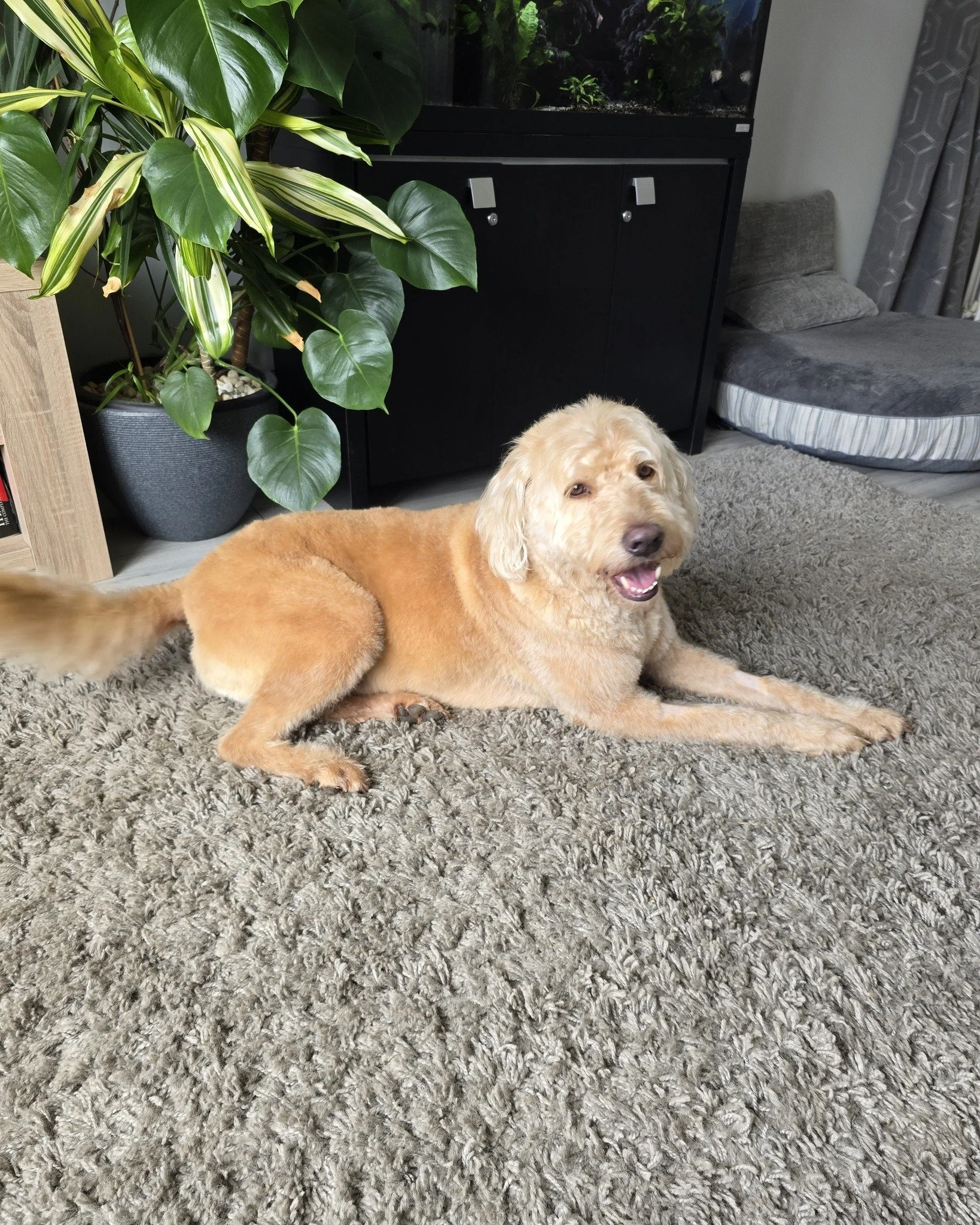 Saturday smiles and waggy tails 🐾✨
Angus is fully embracing the weekend vibes 💛
#HappySaturday #DogLife #Angus #Labradoodle #WeekendVibes #HappyDog #FurrealTreats