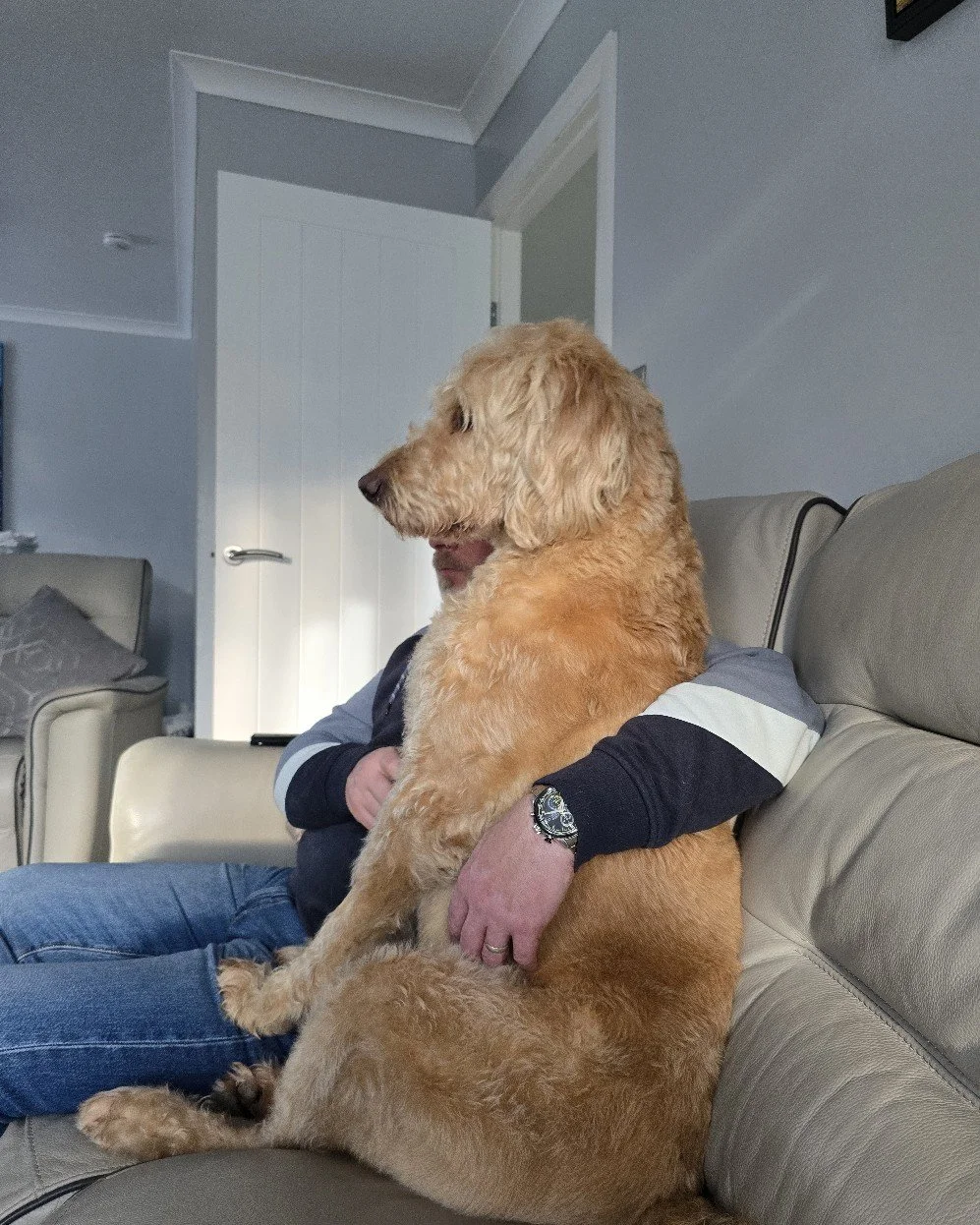 Dad&rsquo;s been away at Chelsea Flower Show with work&hellip;
safe to say I might have missed him just a teeny tiny bit 🥺🐾💛

#VelcroDog #DoodleLife #DogsofInstagram #Labradoodle #MamasBoy #HomeAgain #DogDad #SpoiltDog #FurBaby #AngusTheDog #DogLo