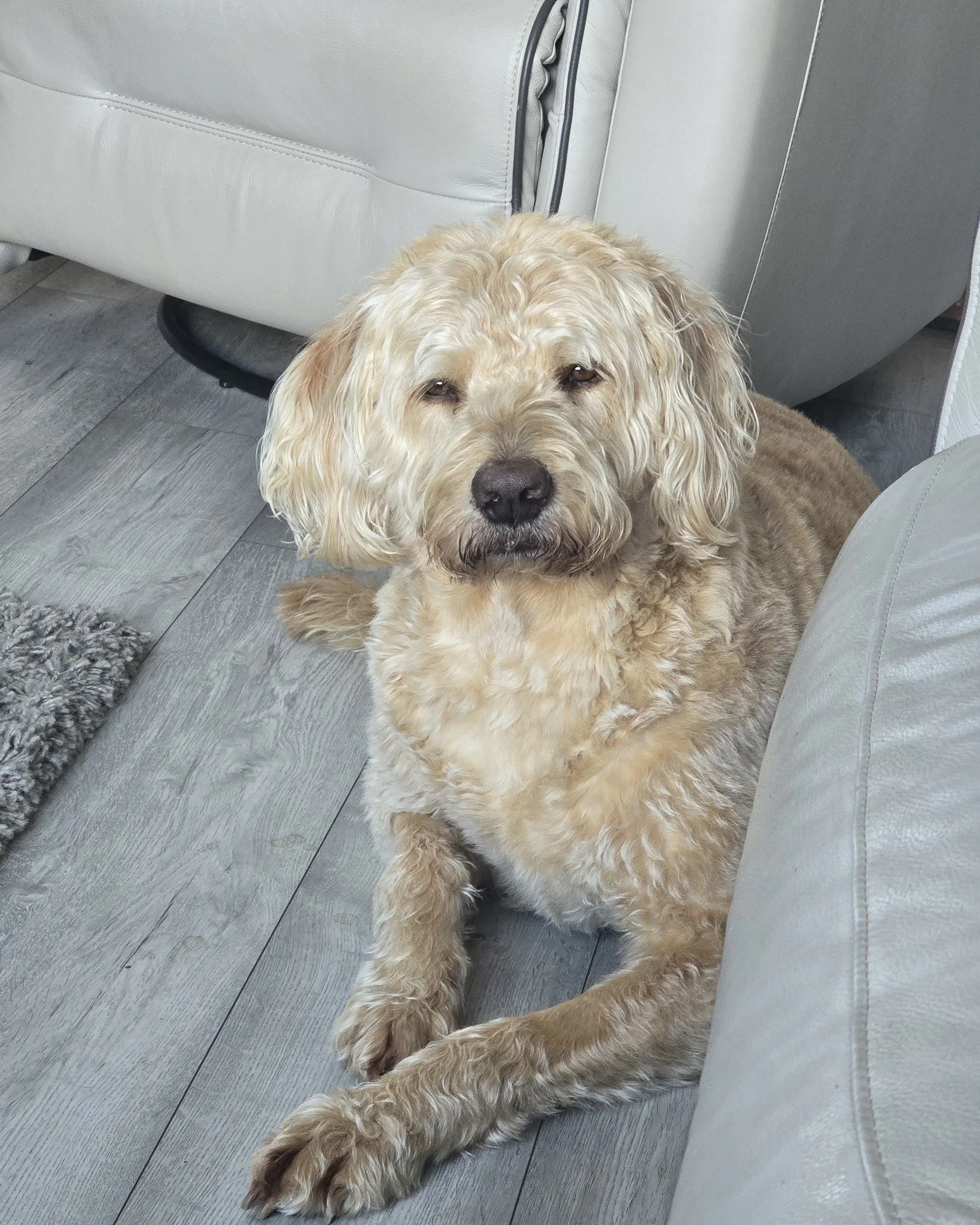 &ldquo;What did we do now then? 🤨
You know that look your dog gives you&hellip; the one that screams disappointment&hellip; and you&rsquo;ve absolutely no idea what you've done 😂

Late dinner?
Sat in their spot?
Dared to stop the belly rubs?

Whate