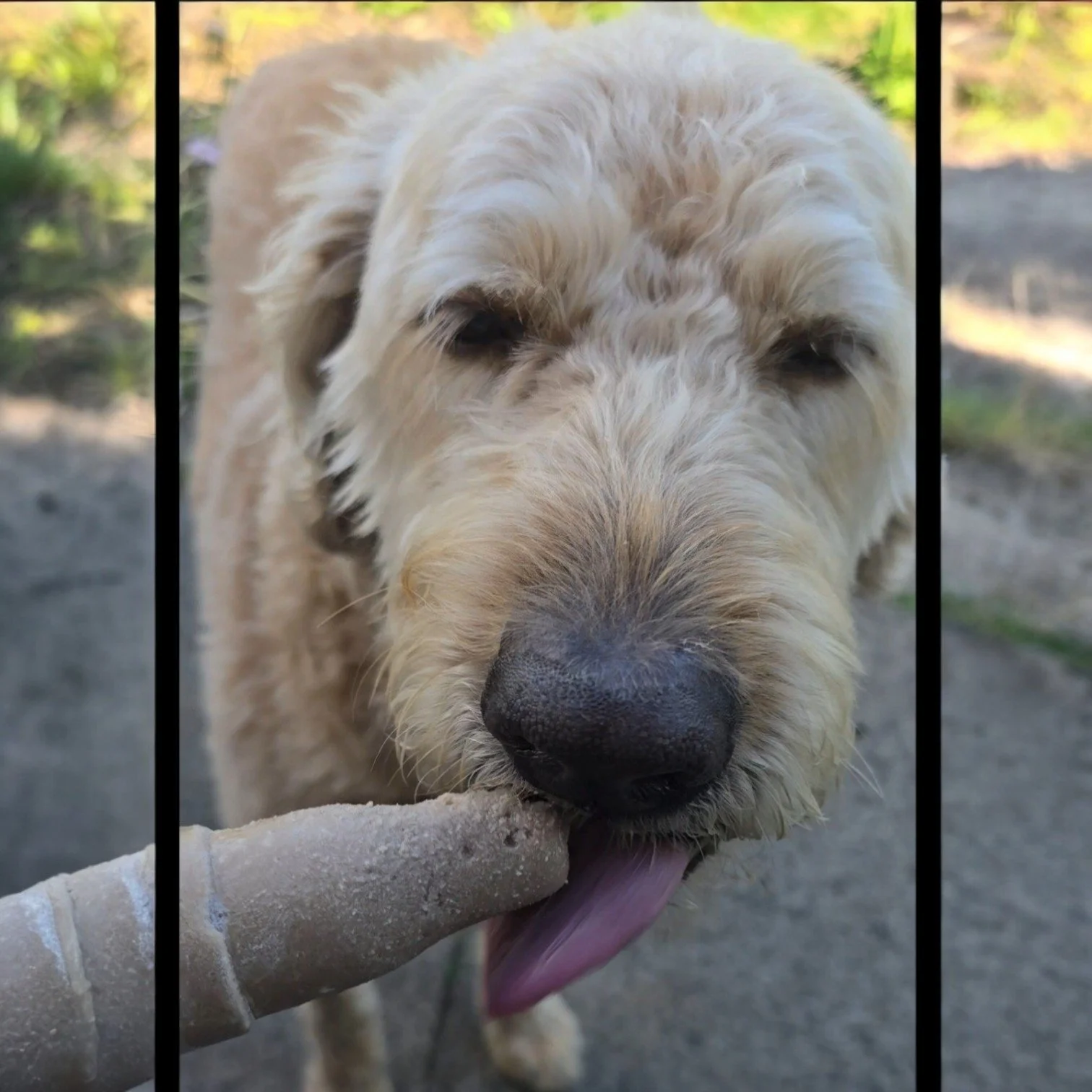 What Summer Feels Like for Different Types of Dogs🐶