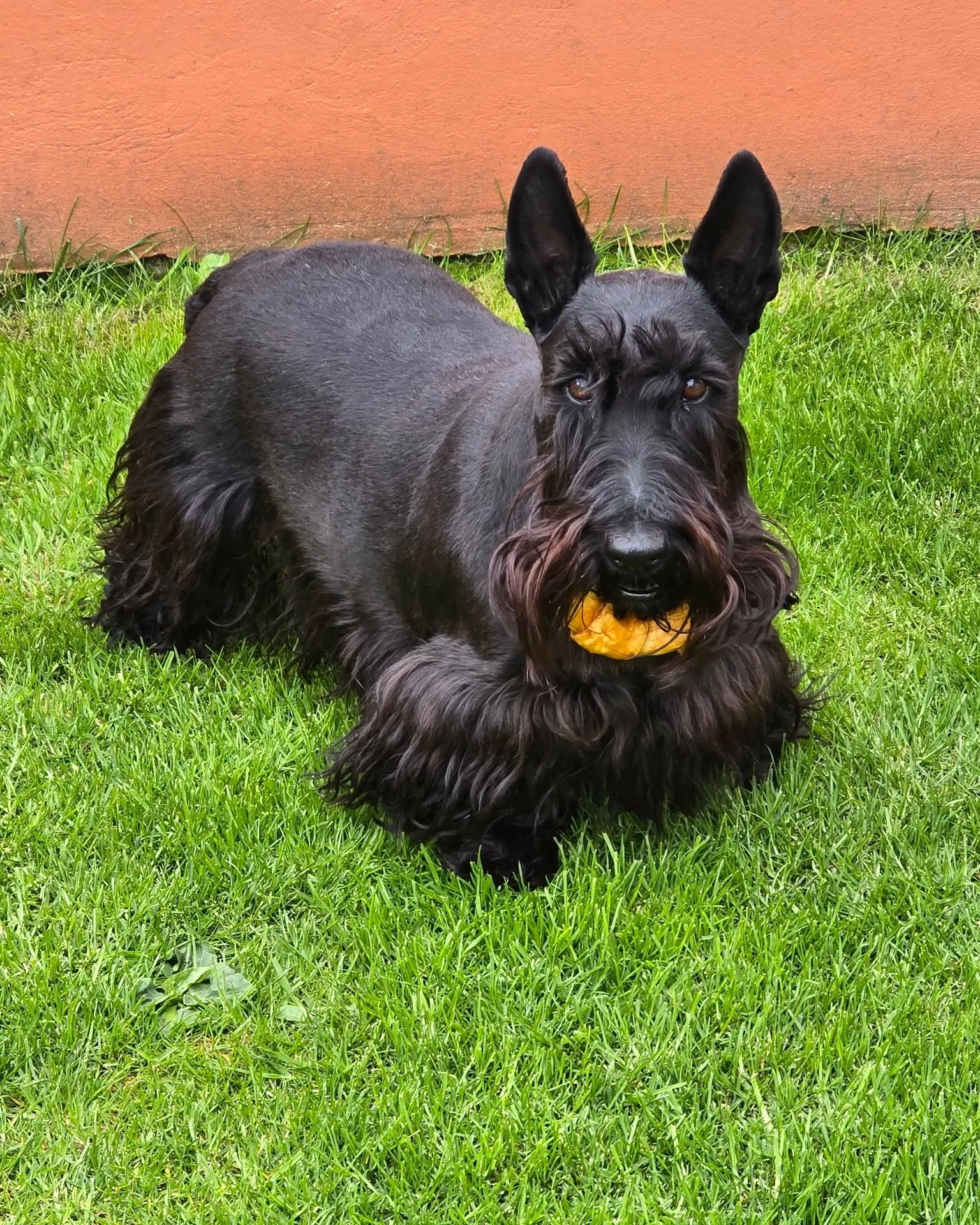 Mala was fully focused on the important things in life&hellip; sunshine, grass and a yummy Chewllagen donut 🍩🐾

Safe to say this one was a big hit 😍

#HappyDog #DogTreats #NaturalDogTreats #Chewllagen #SpoiledPup #DogLife #HealthyDogTreats #TreatT