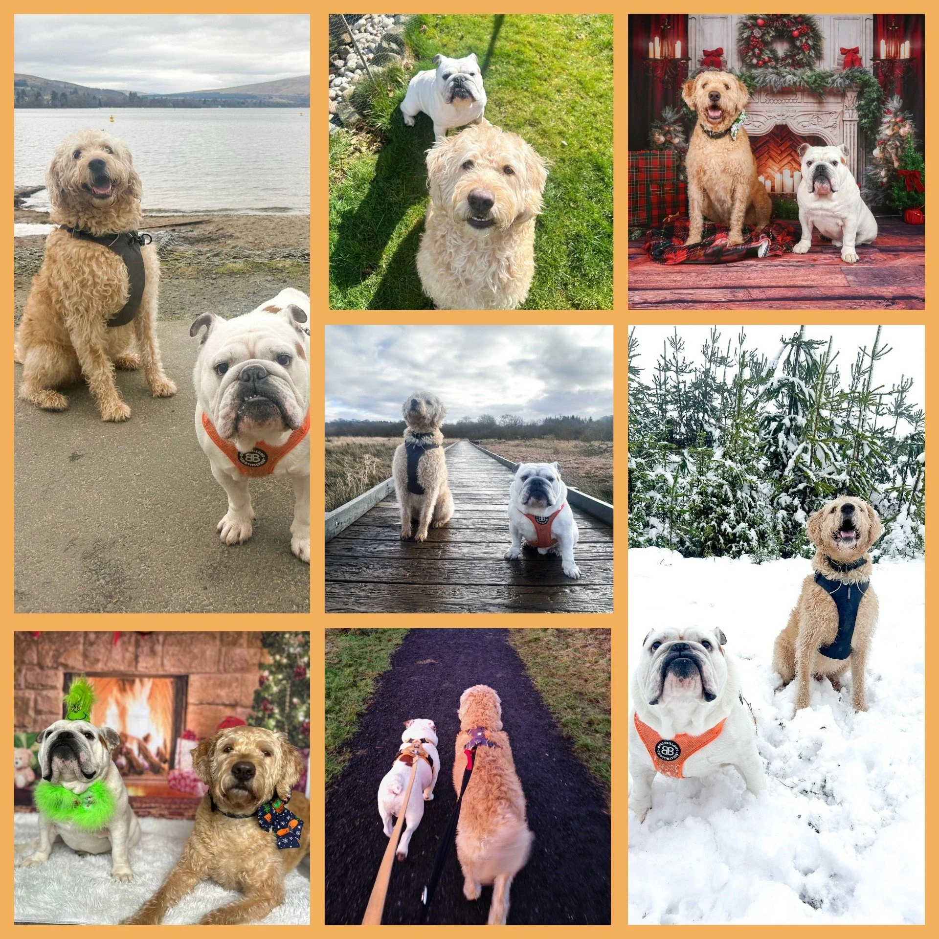 🎉 Happy Birthday to my partner in crime, Norman! 🎉
Another year older, but definitely no wiser... which means plenty more chaos for me to deal with! 😆
From stealing the spotlight in photos to dragging me into all sorts of adventures, life is never