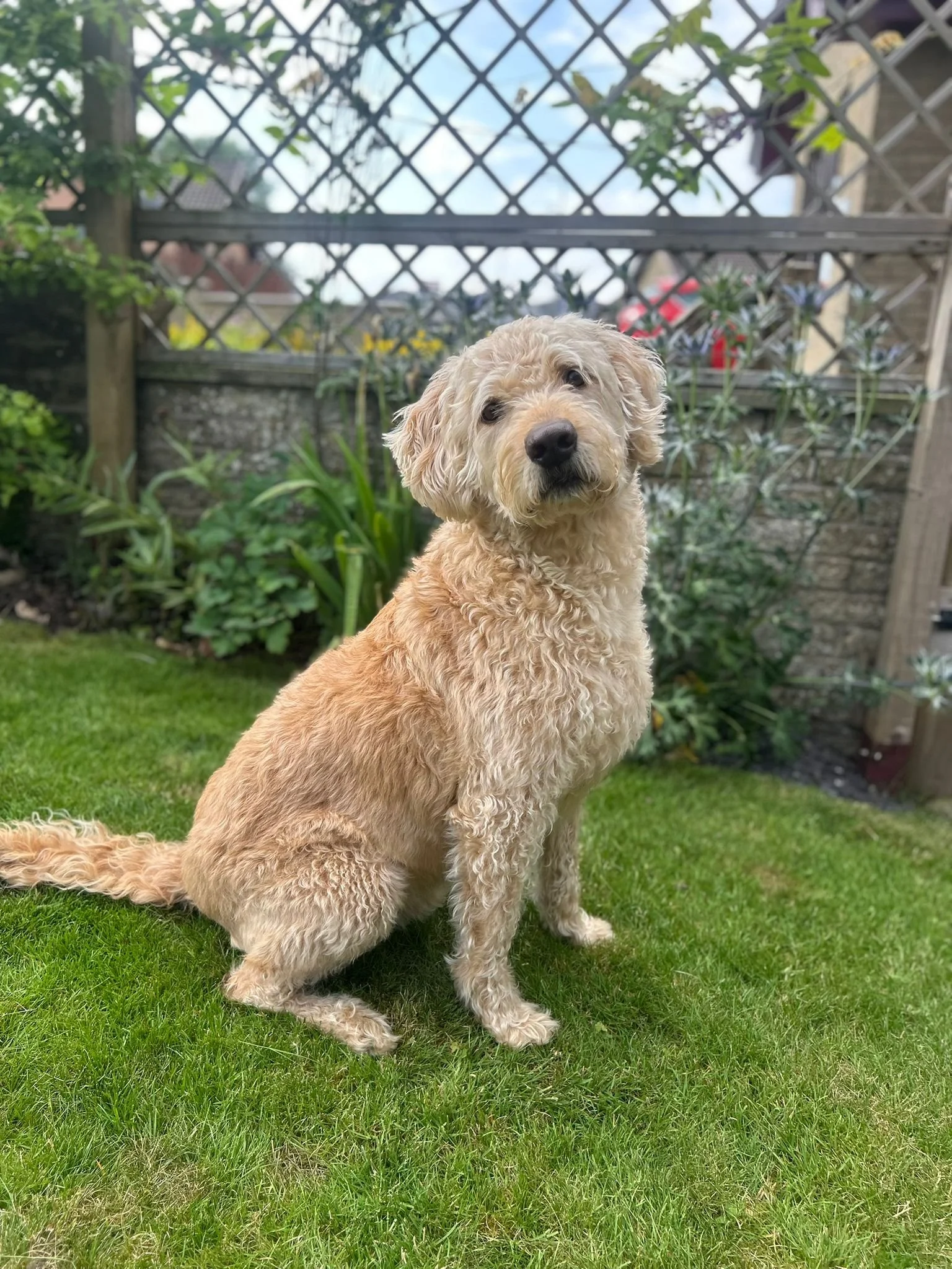 Summer Garden Hazards: Keeping Your Pets Safe Outdoors