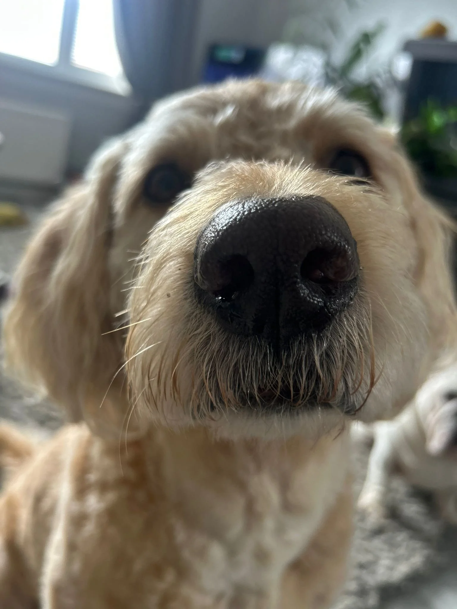 The Furreal Teams Must-Have Product Recommendations
