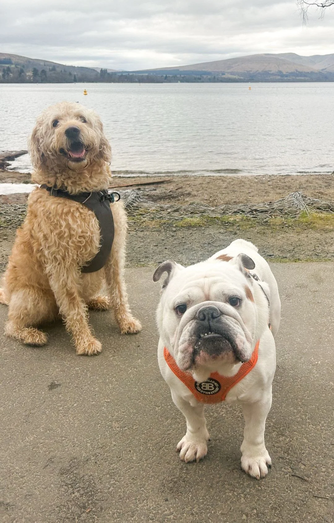 Two dogs by a lakeside: a curly-haired golden doodle sitting on the left and a white bulldog with a wrinkled face standing on the right, with mountains and cloudy sky in the background.