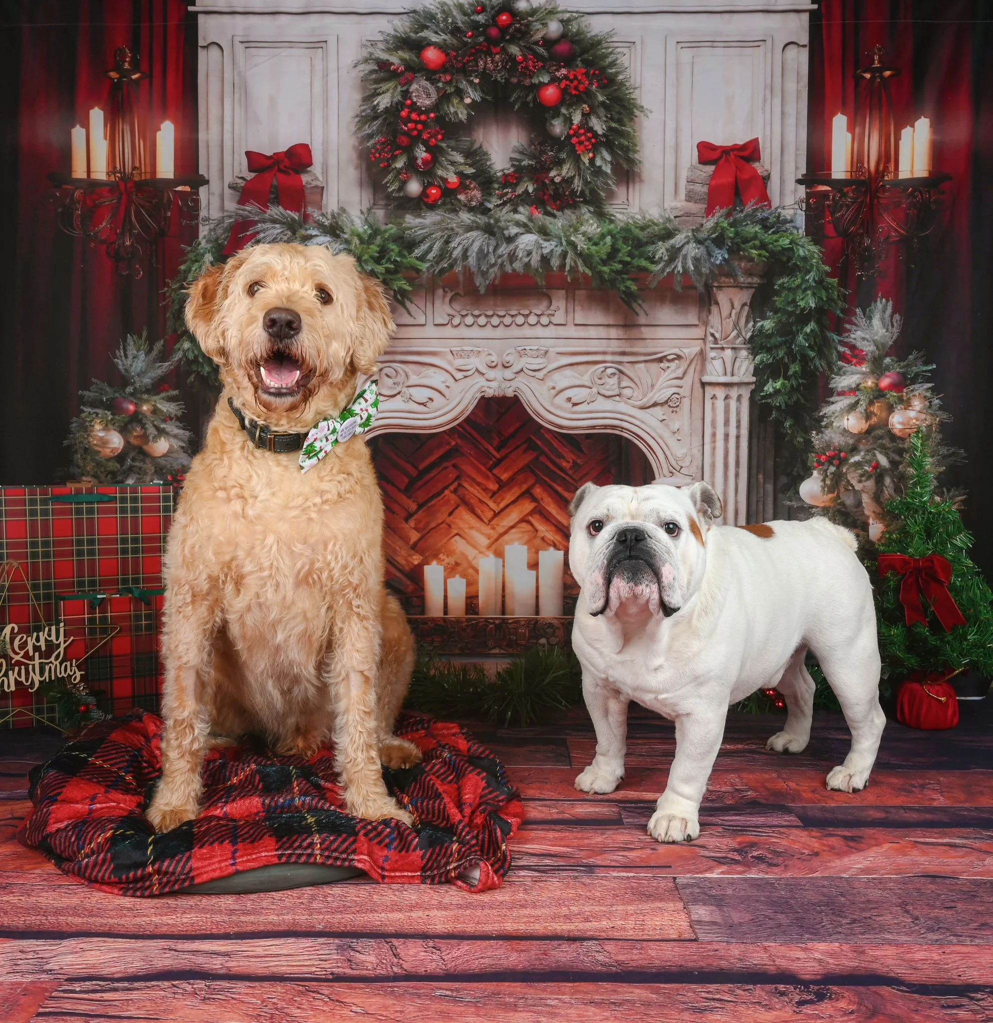 Two dogs in front of a decorated Christmas fireplace with wreath and candles, with gift boxes and Christmas greenery around.
