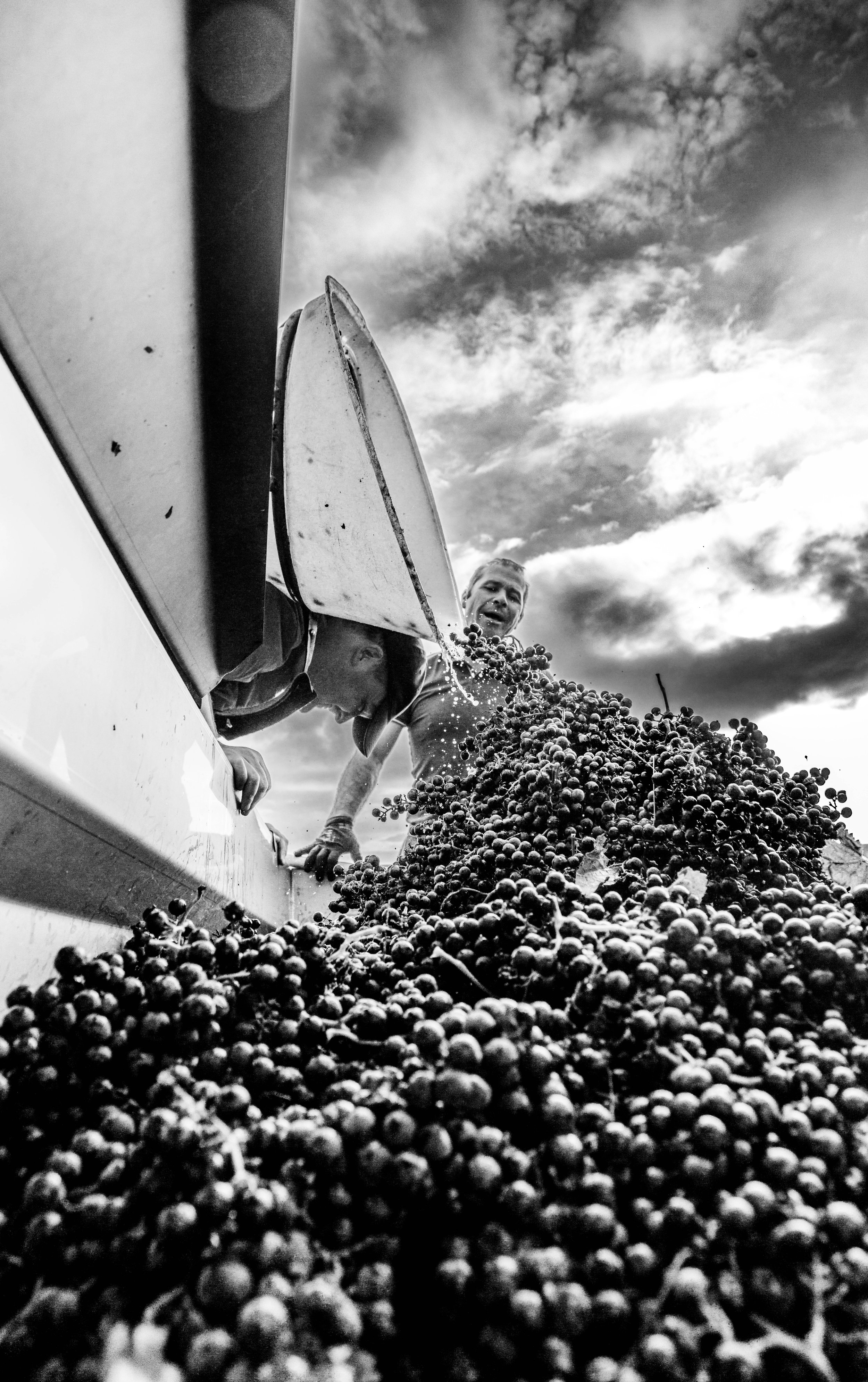 SL_ERRAZURIZ WINE PHOTOGRAPHER_PEOPLE_LUKE CARVER_A BOUNTIFUL HARVEST_HI-RES-2.jpg