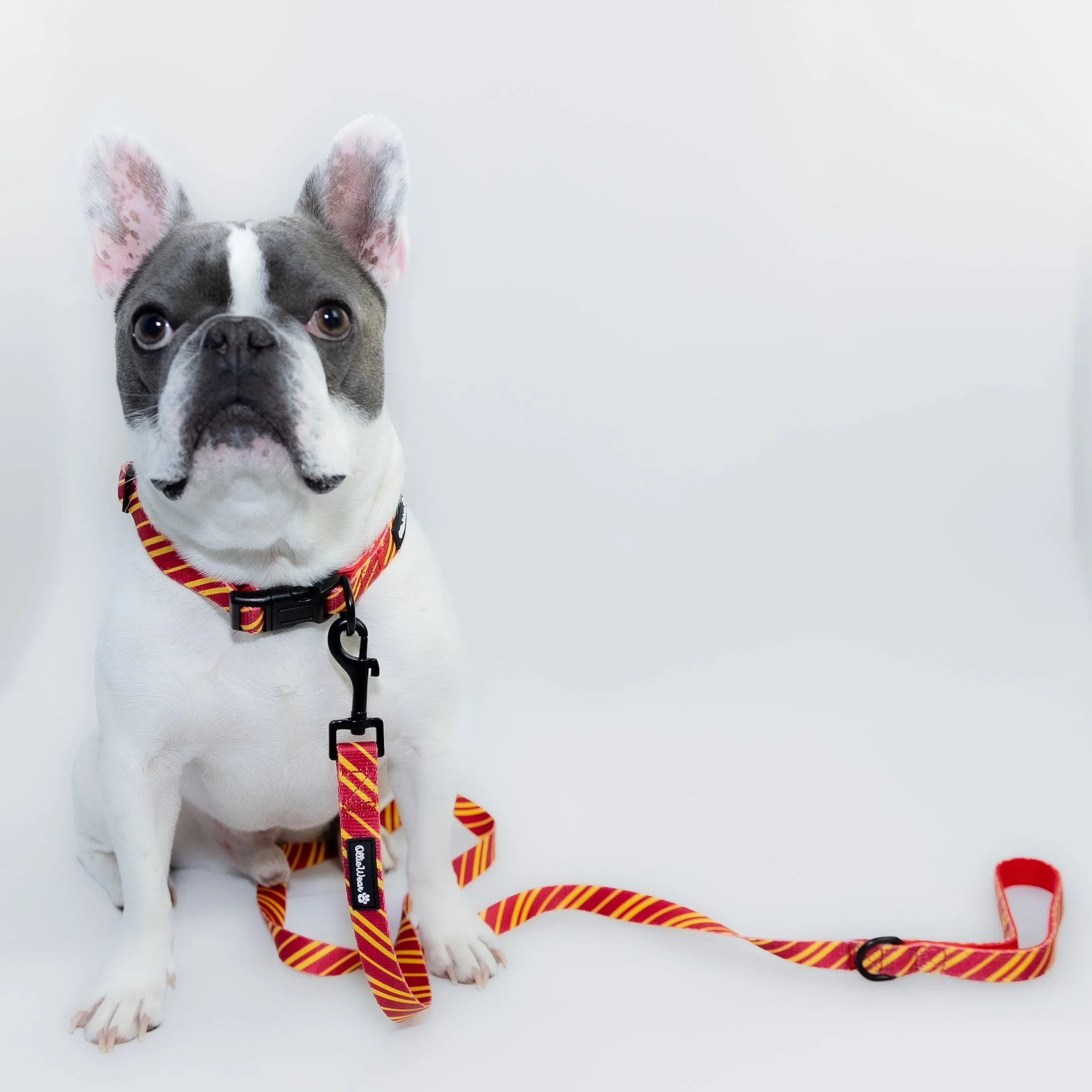 Wags & Wands - Ember & Gold Collar & Leash