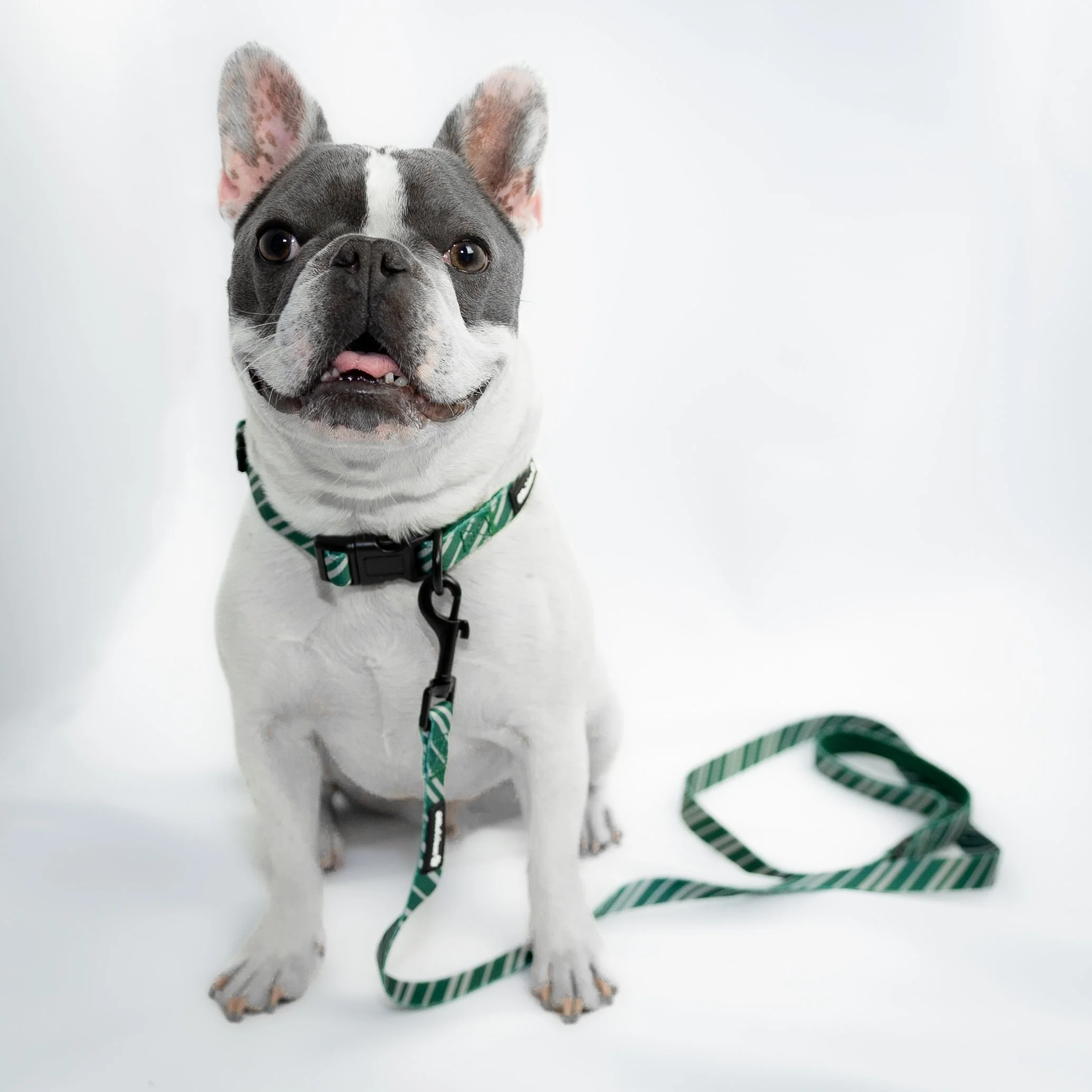 Wags & Wands - Mystic Moss Collar & Leash