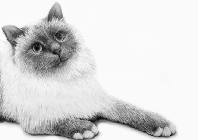 Mischief's Portrait