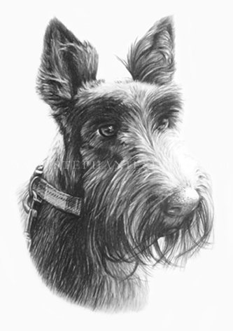 Poppy's Portrait