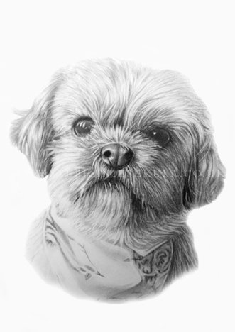 Poppy's Portrait