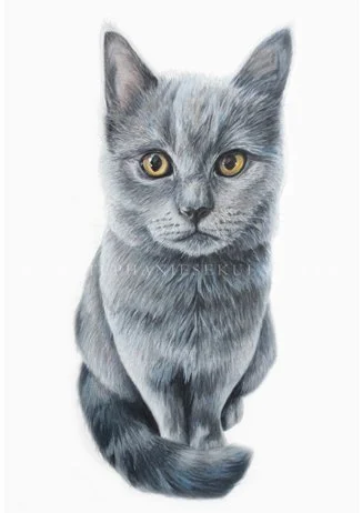 Biscuit's Portrait