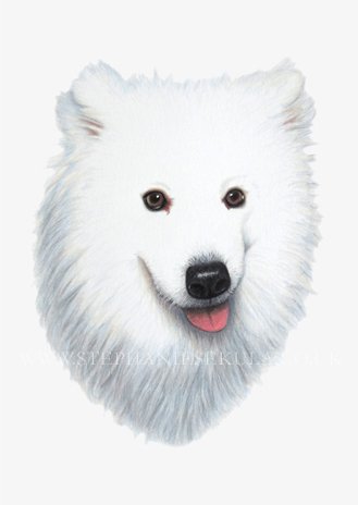 Skipper's Portrait