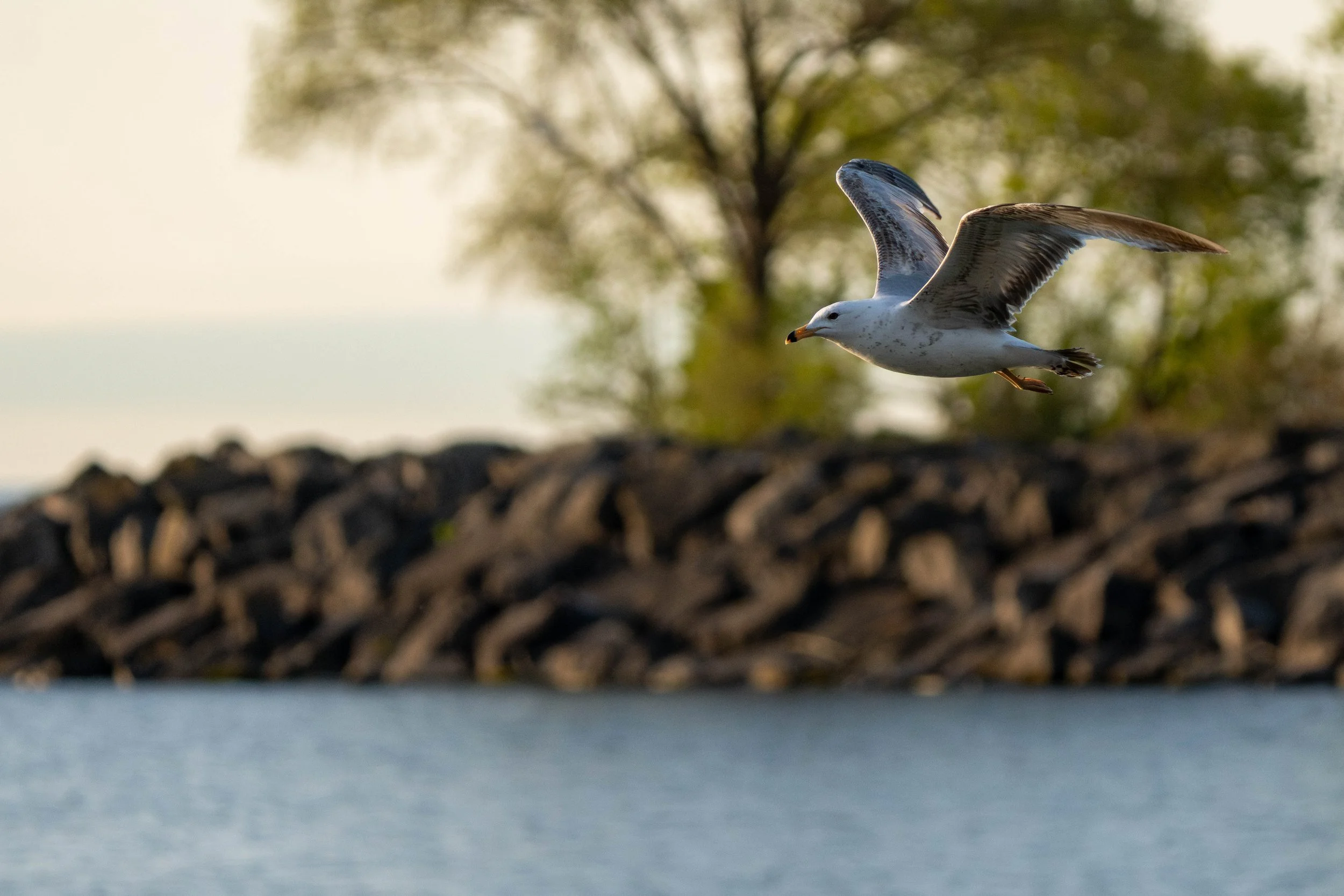 Lakeshore-Etobicoke-5.jpg