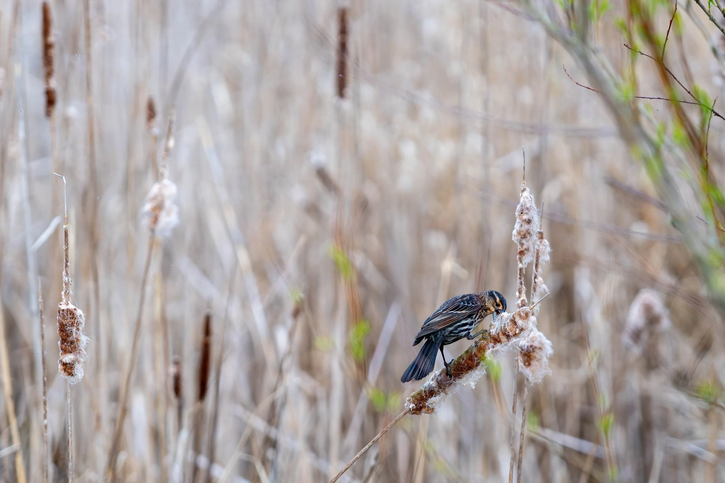 Lakeshore-Etobicoke-7.jpg