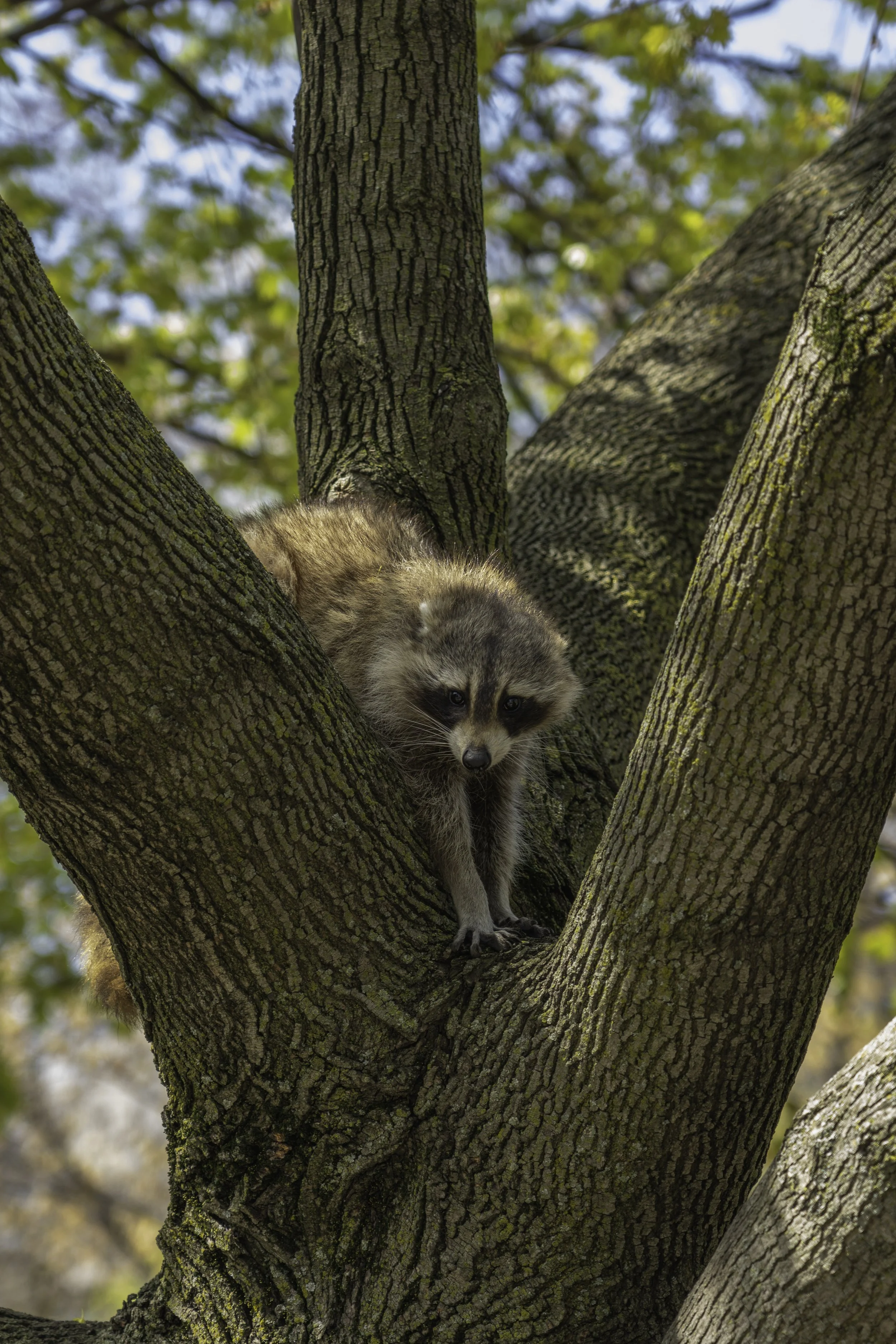 20240504-_DSC4478.jpg