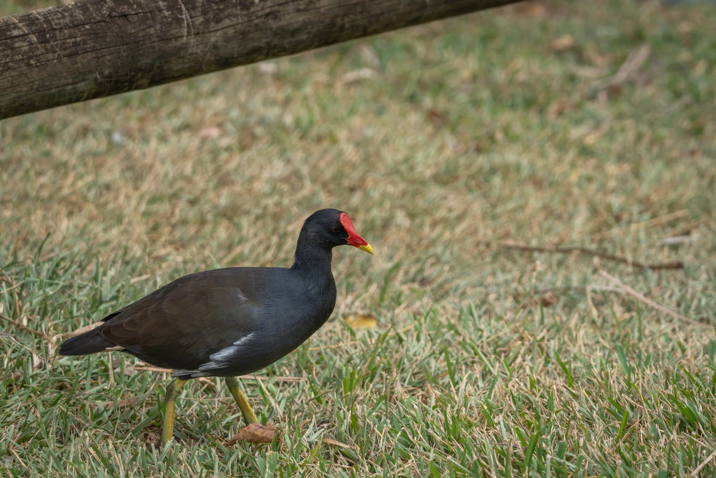 202406-Mauritius-2.jpg