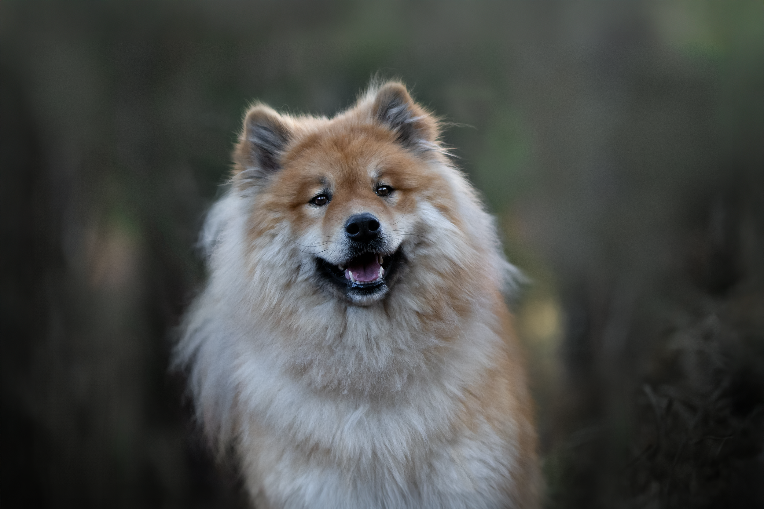 Spitz_DSC9580-1.png