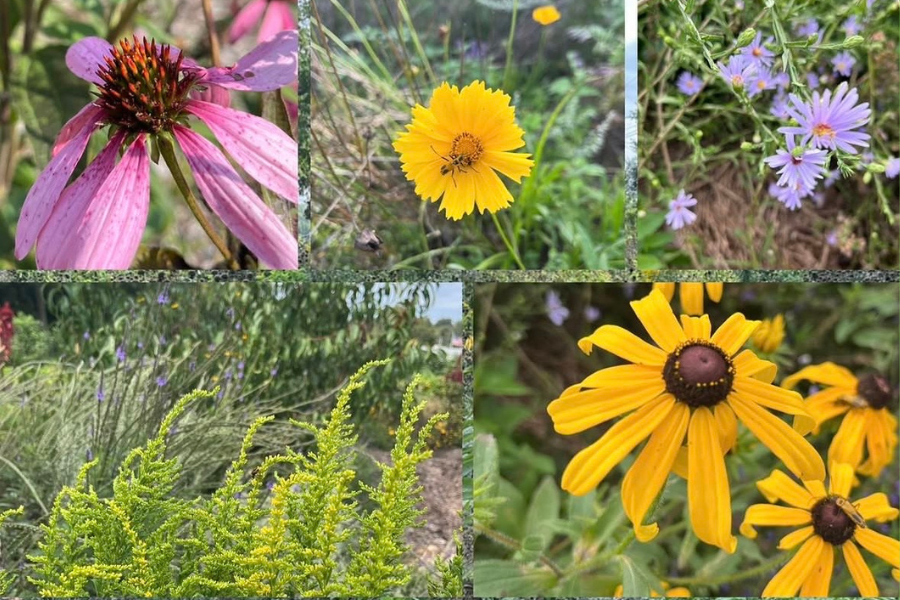Pollinator Party