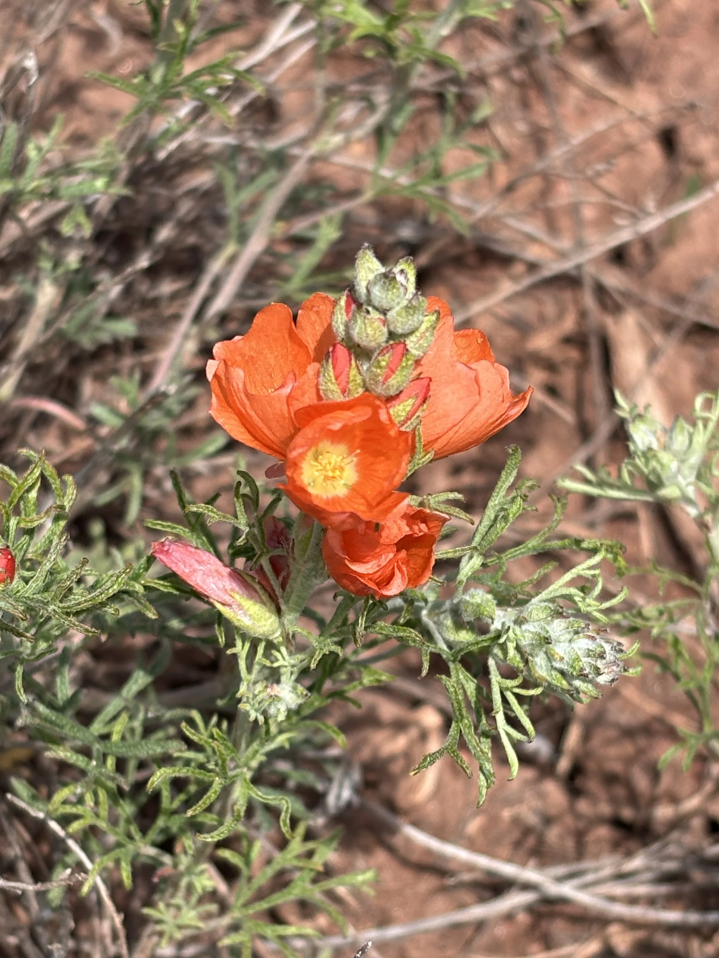 Copper Mallow IMG_1820.jpeg