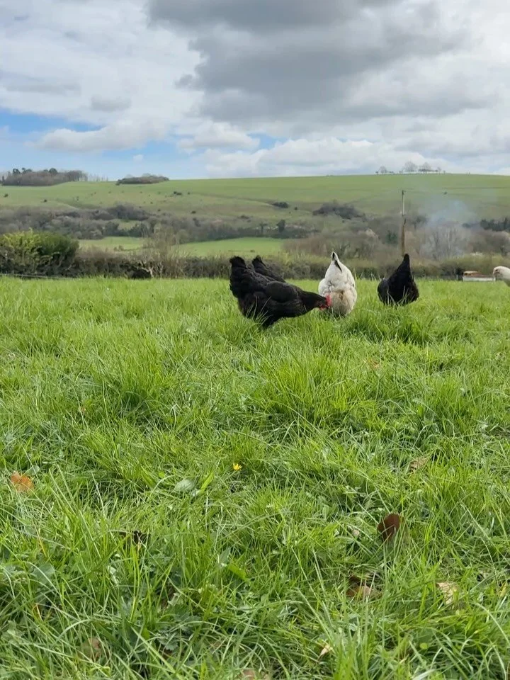 Meet the neighbours. Our free-range hens roam the whole site &mdash; and they&rsquo;re very nosy. As a guest in Woody or Wheelwrights Cottage, you&rsquo;ll wake up to fresh eggs left just for you. Or let us do the cooking &mdash; our home-made AGA br