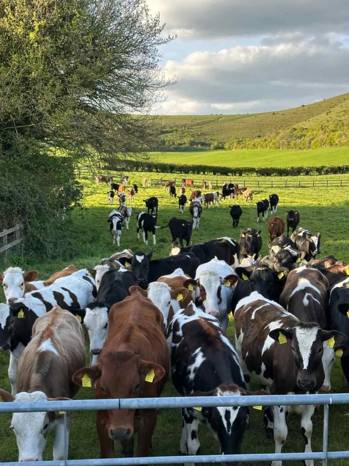 Spring at The Old Forge — Cowslips, Butterflies and Wild Garlic Pesto 
