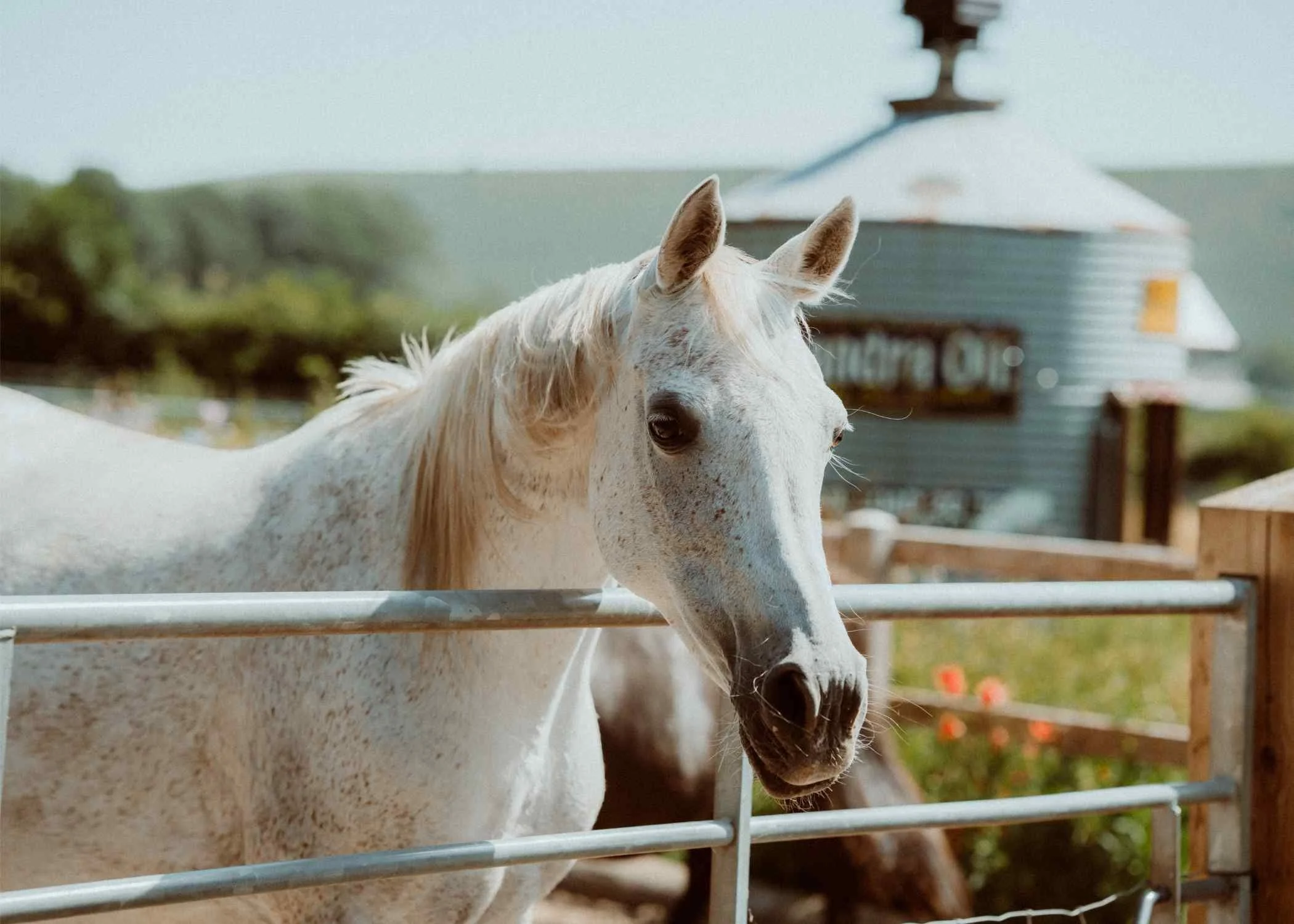 Arab horse Dorset
