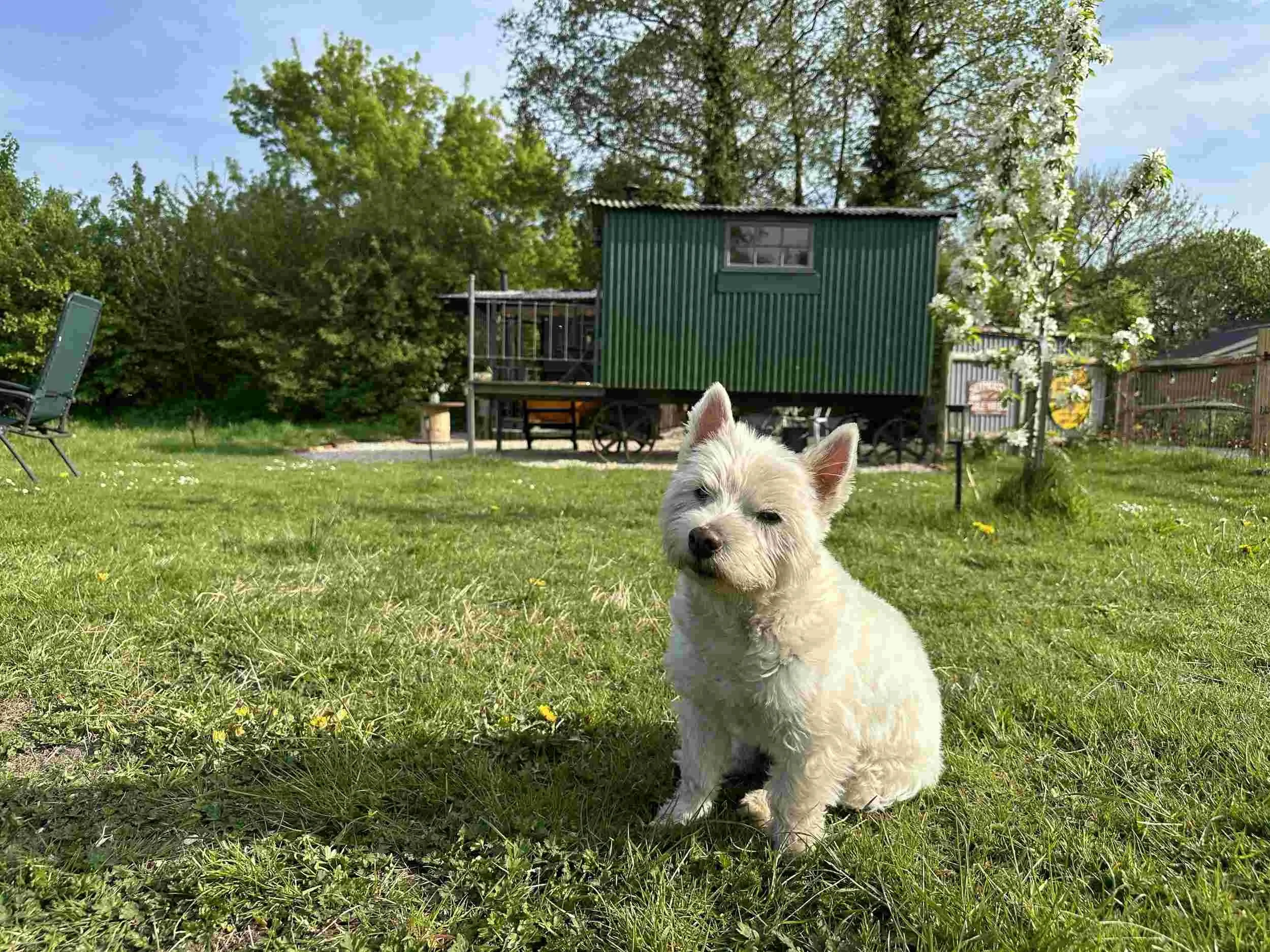 Dog friendly glamping cottage