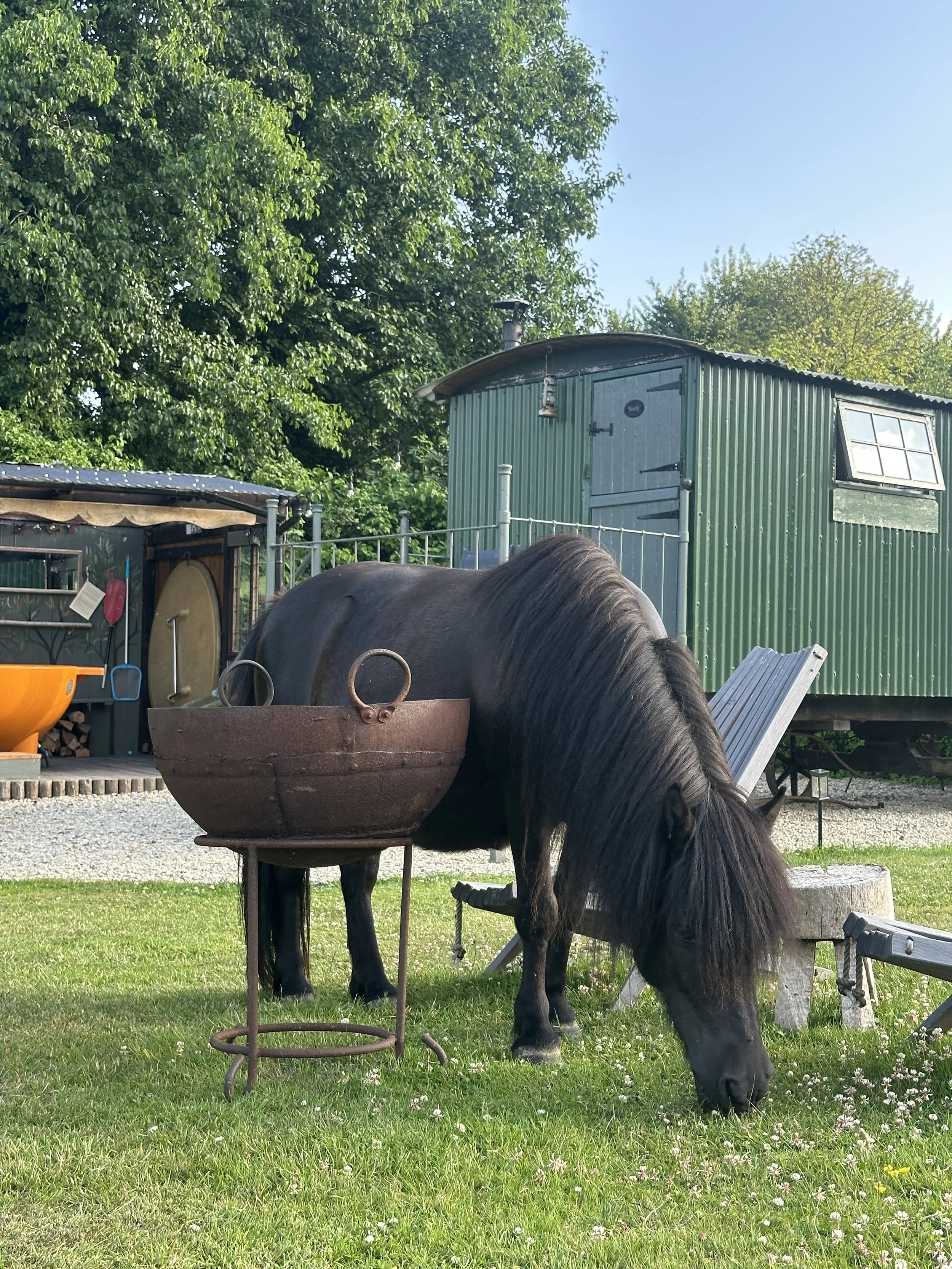 Black pony grazing on grass in a garden, with Woody the shepherds hut,, and trees in the background on a sunny day.