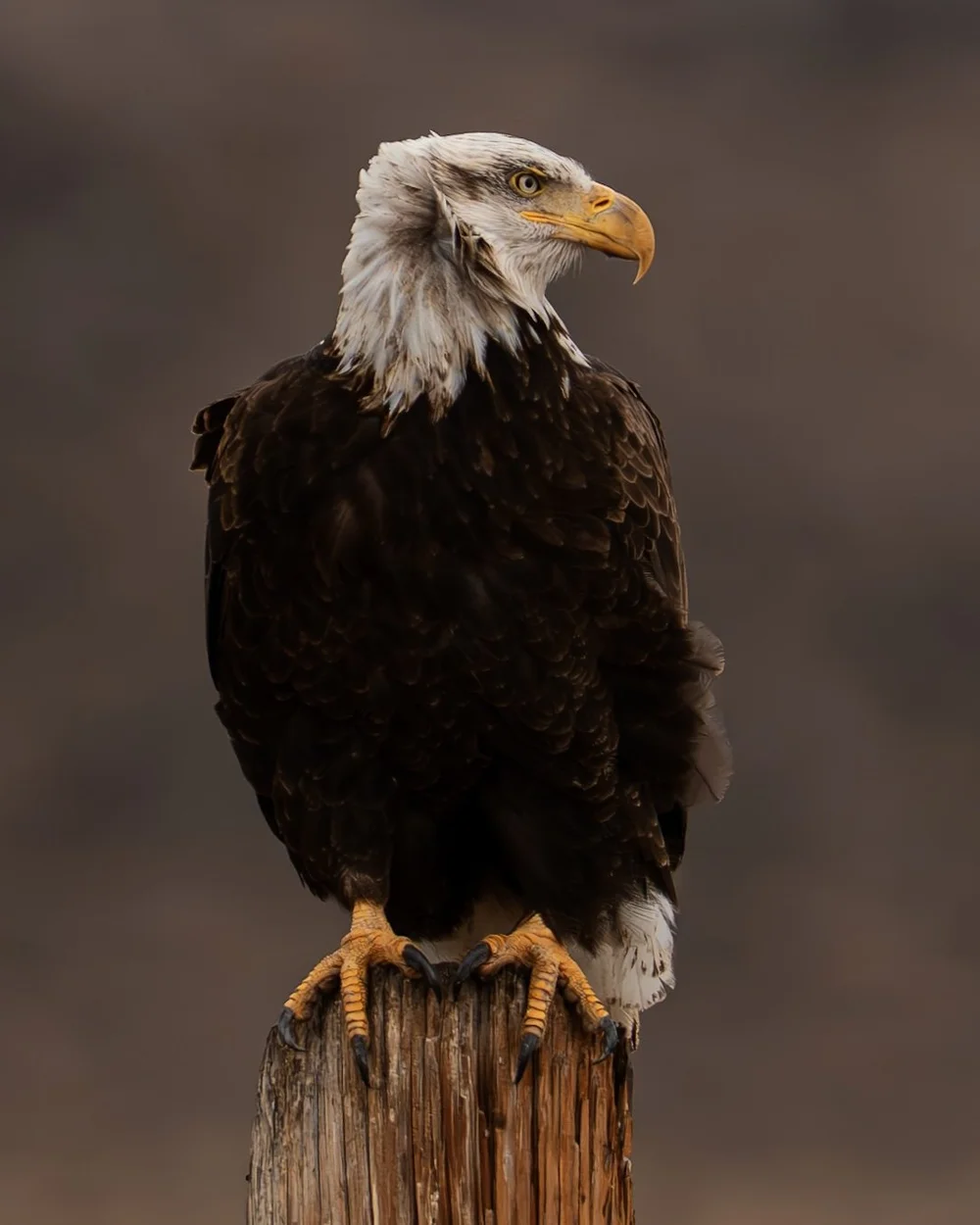 Bald eagle perched on a weathered wooden stump.