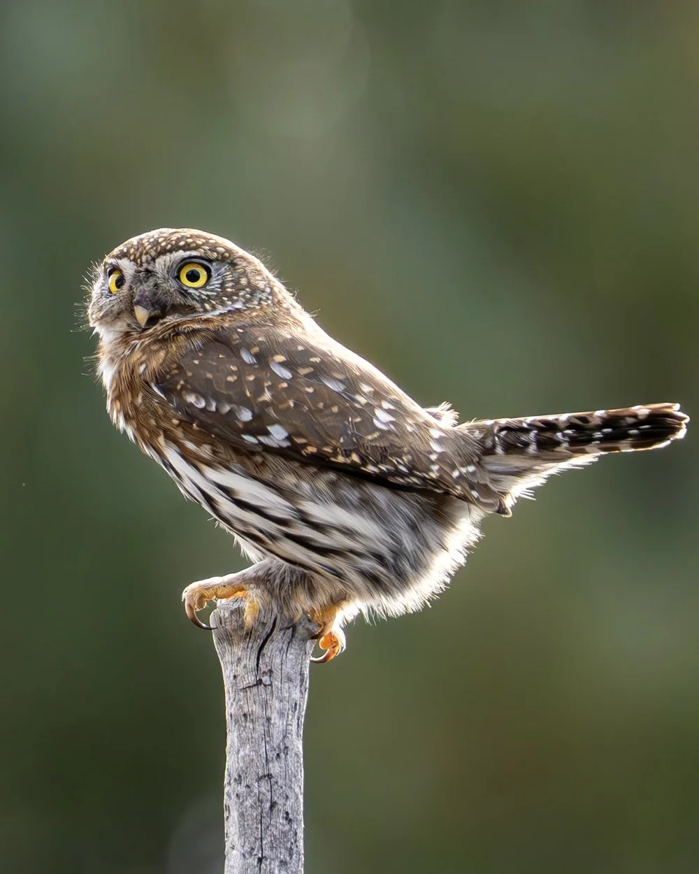Owl perched on a wooden post against a soft green background.