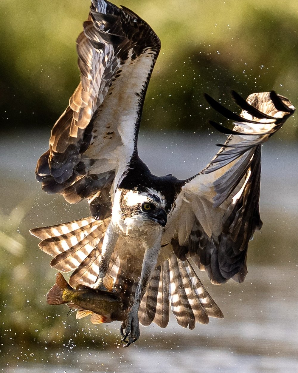 Osprey lifting a fish from the water with wings spread.