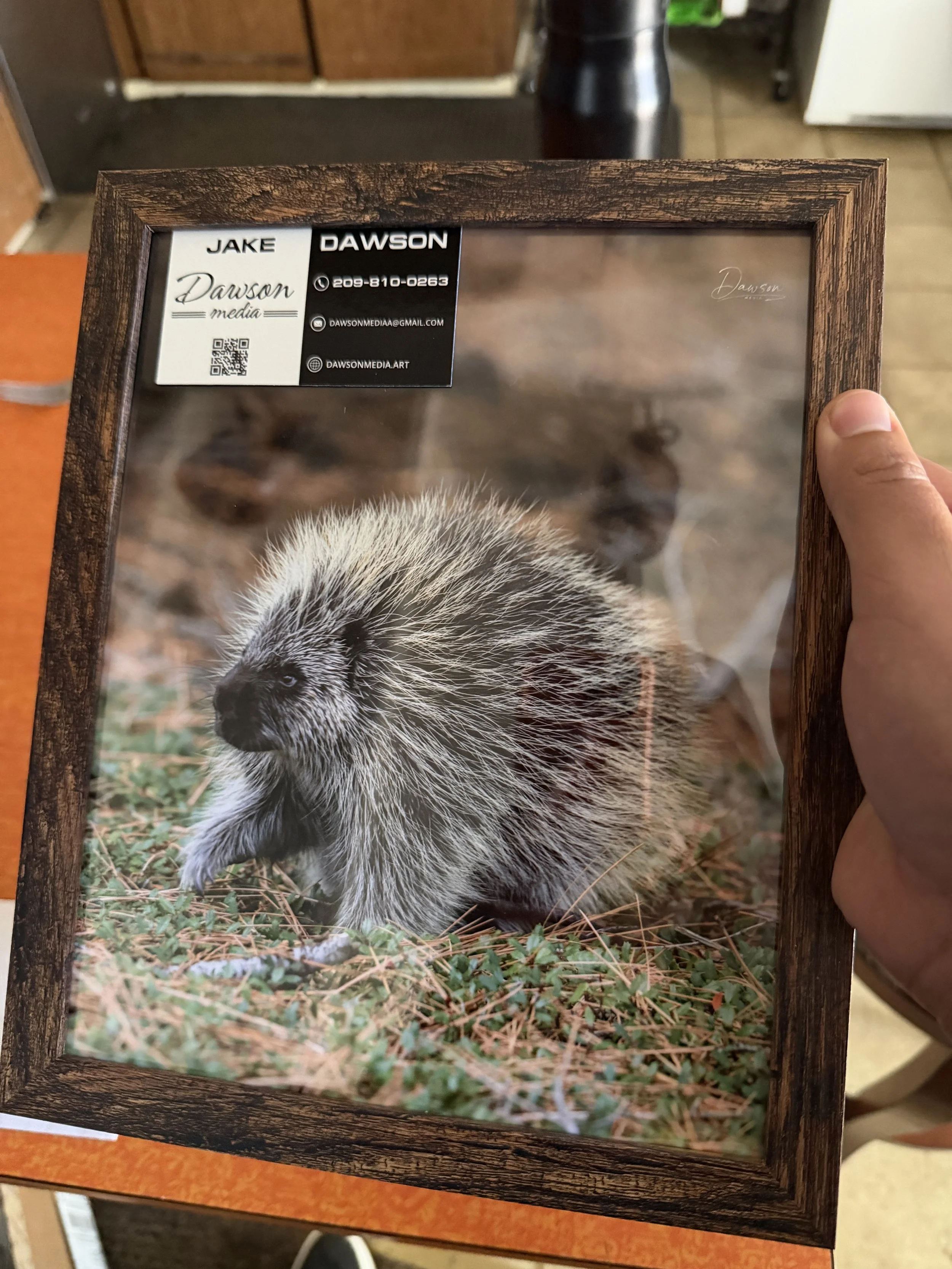 Porcupine Walking in Forest