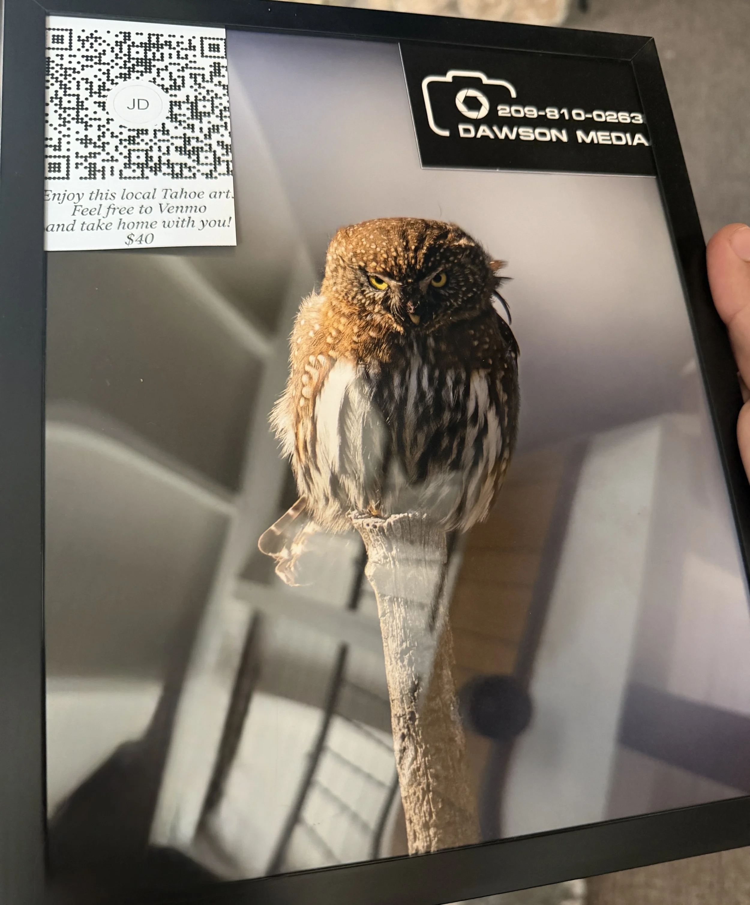 Pygmy Owl Perched
