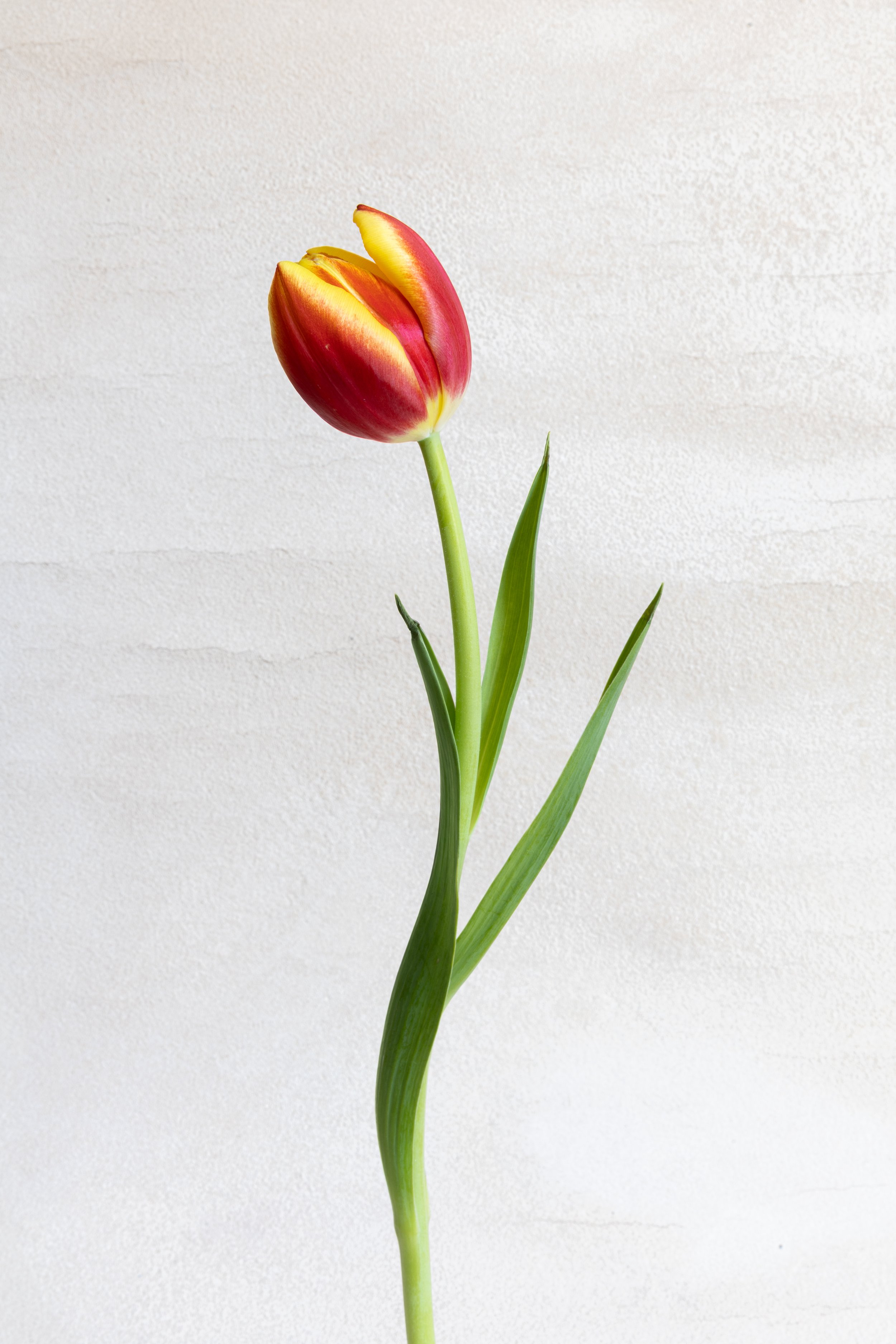 Caitlin Manning_TulipLilyRoses-5.jpg