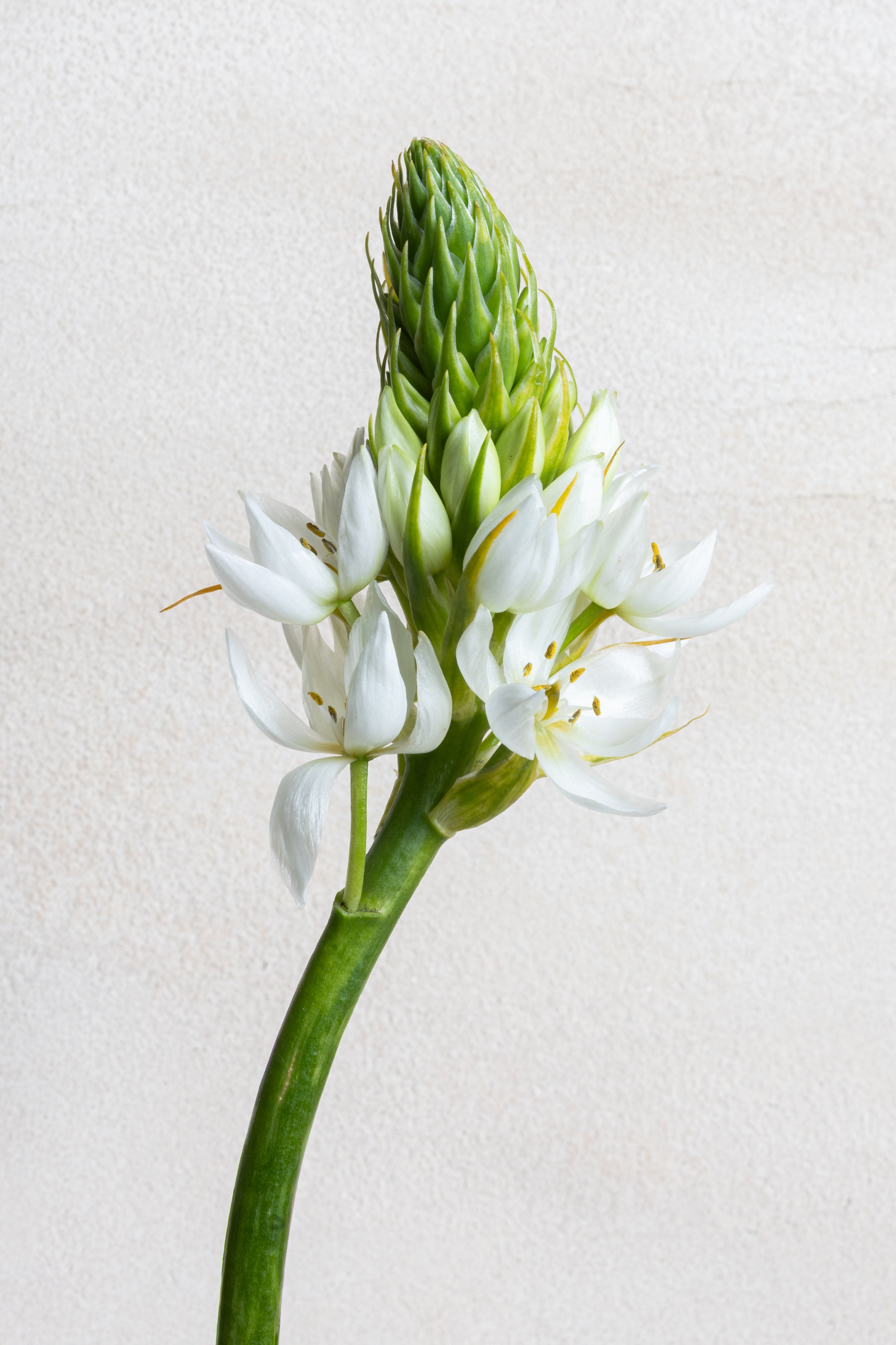 Caitlin Manning_PinkRanunculusAruba-6.jpg