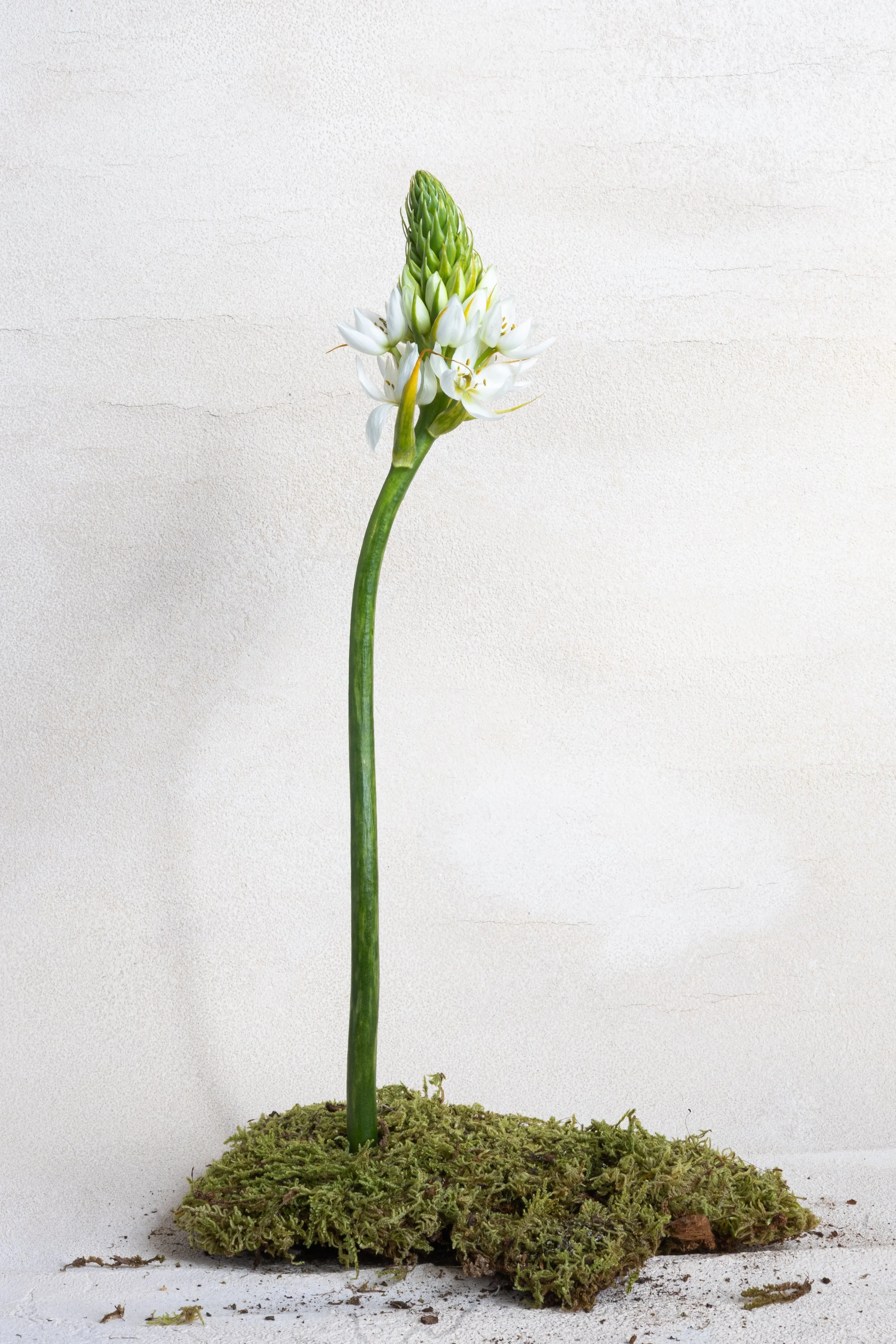 Caitlin Manning_PinkRanunculusAruba-5.jpg