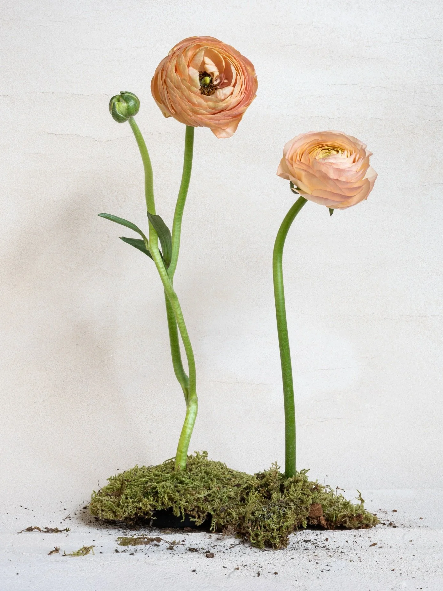 Back to florals, back to the details.
Exploring a still life study, incorporating a few collected backyard finds in the last frame. Swipe to see! 

#stilllifestudy #floralstilllife #quietdetails #foundinnature #fineartphotography