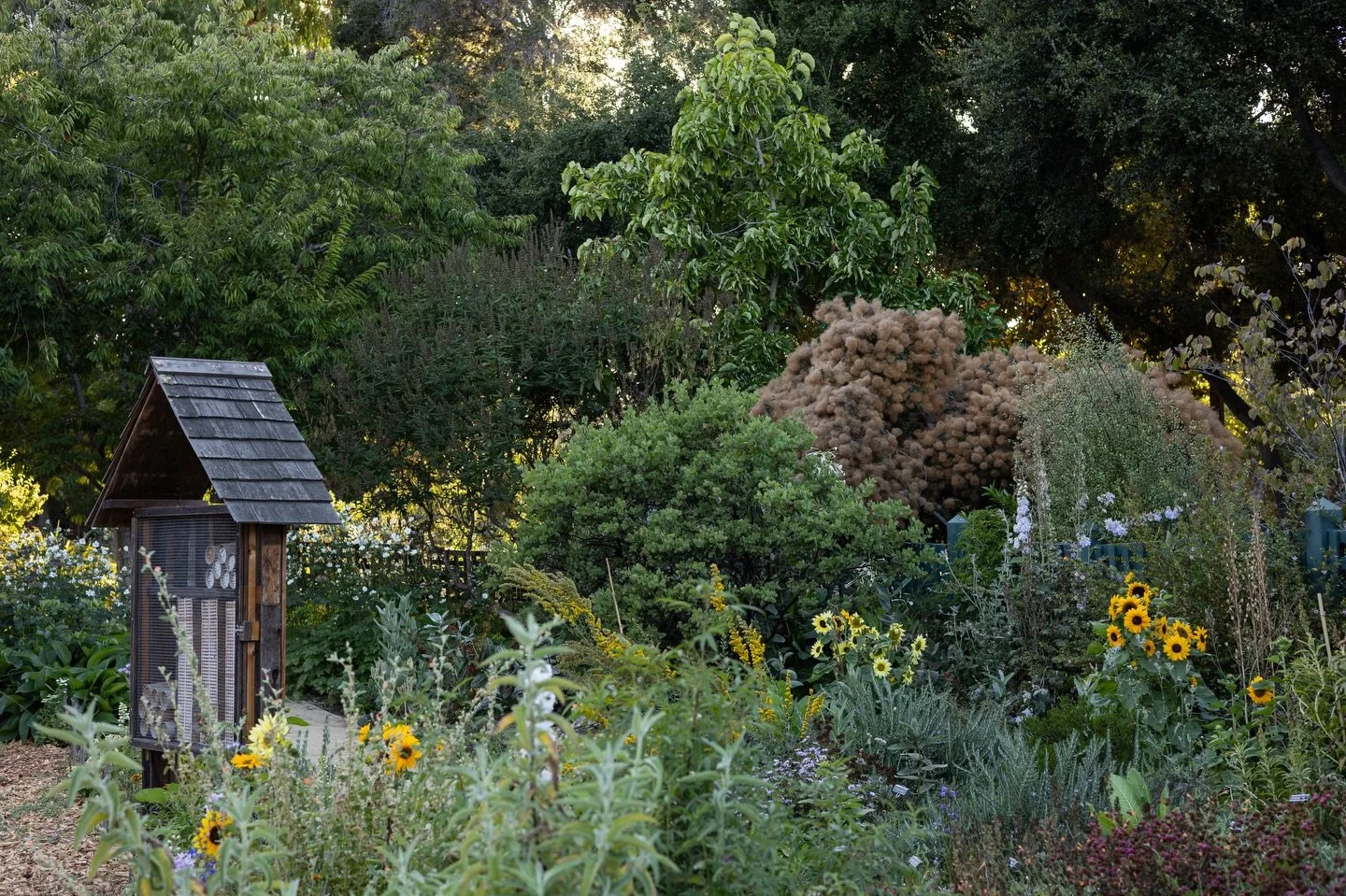 Came for the gardens, stayed for the hummingbirds. A haven for all the senses.

#californiagardens #hummingbirdsanctuary #sensesexperience #communitygarden #floralgardens