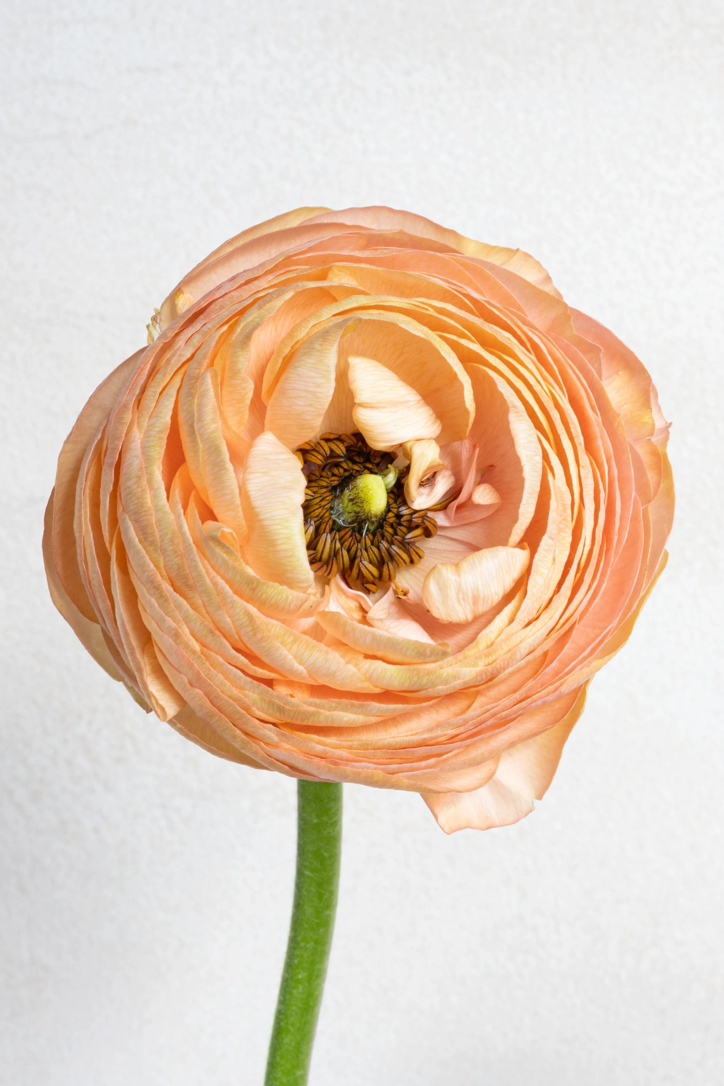 Caitlin Manning_PinkRanunculusAruba-4.jpg