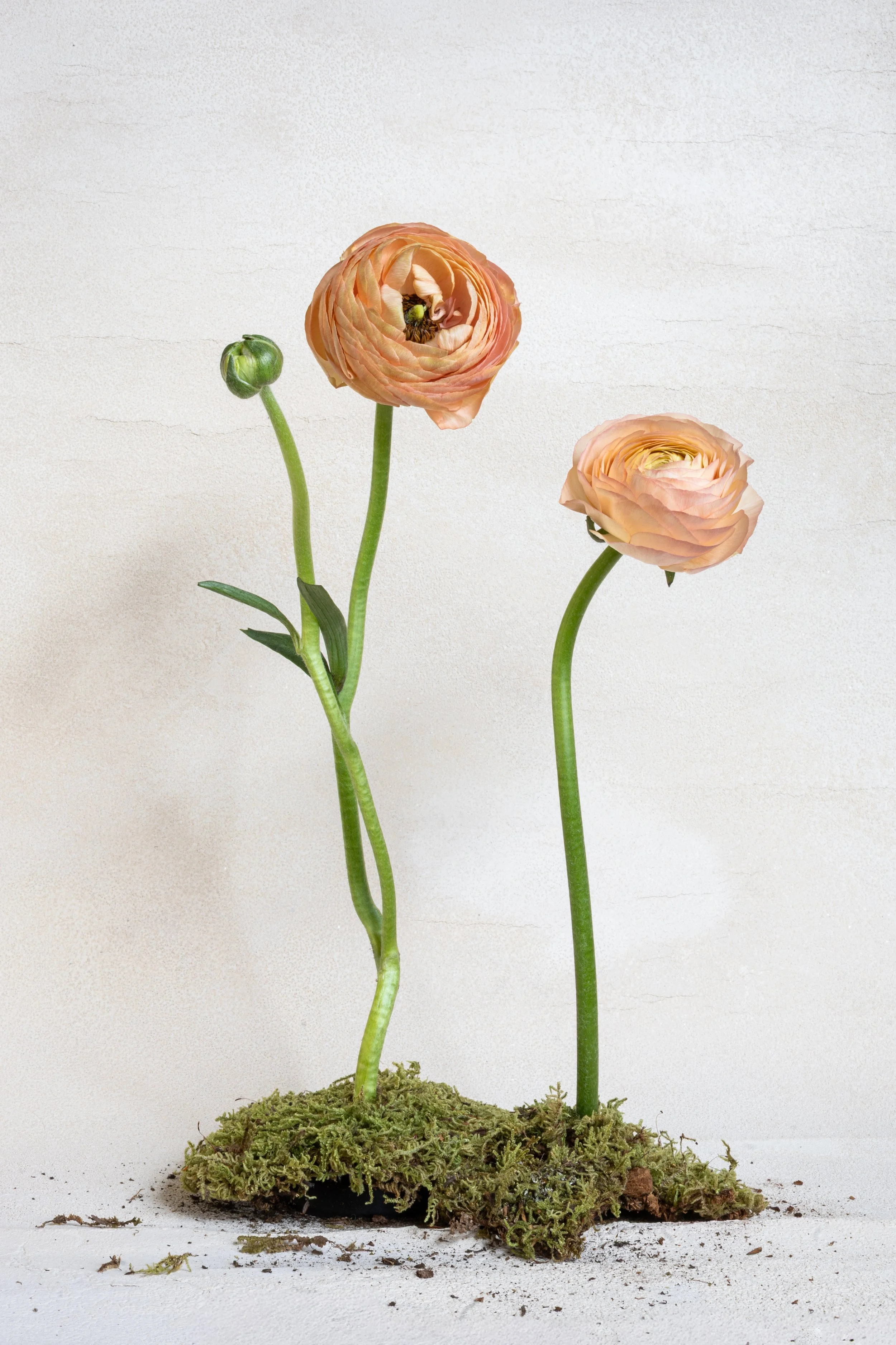 Caitlin Manning_PinkRanunculusAruba-1.jpg