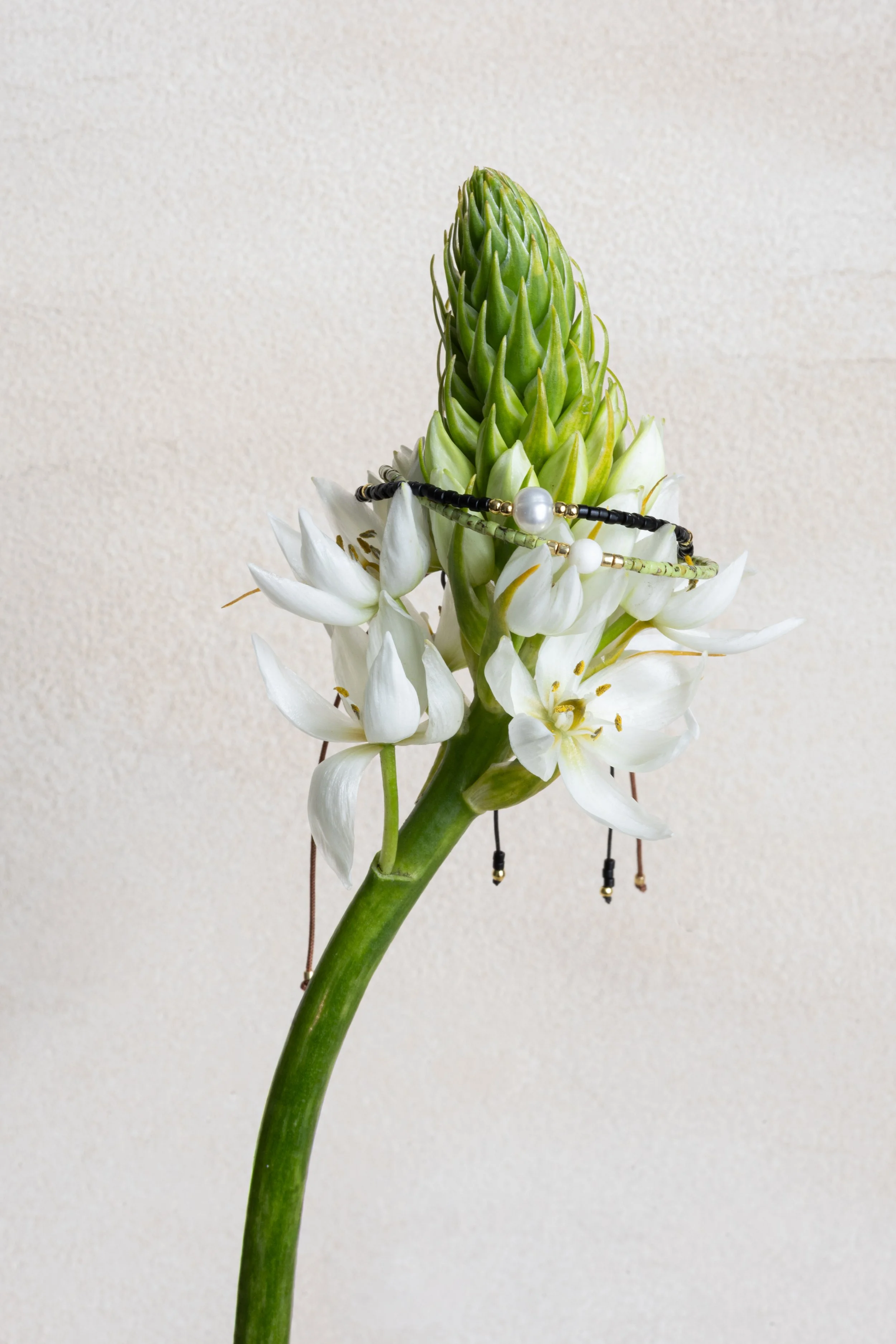 Caitlin Manning_PinkRanunculusAruba-8.jpg