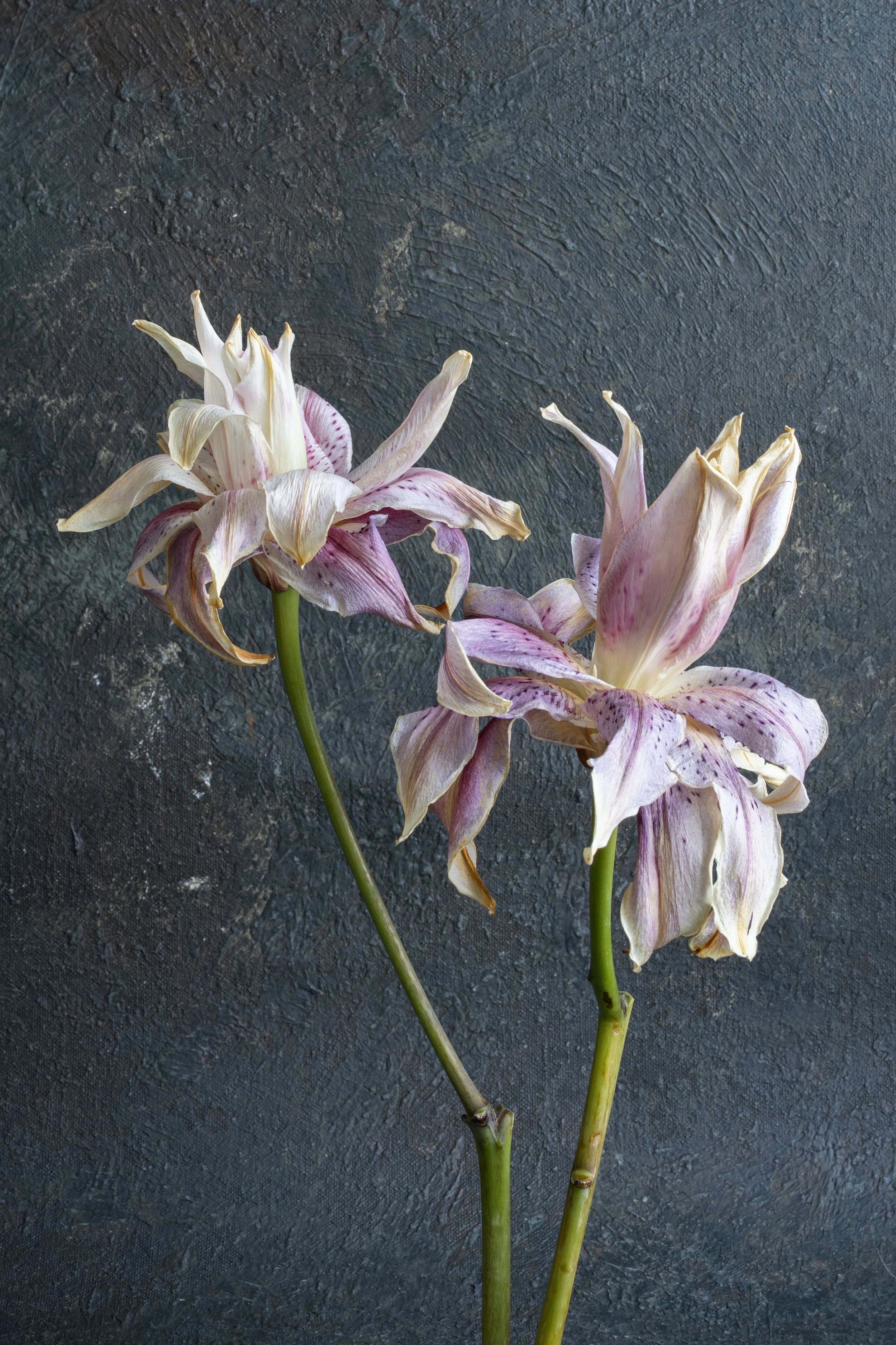 Caitlin Manning_TulipLilyRoseDead-2.jpg