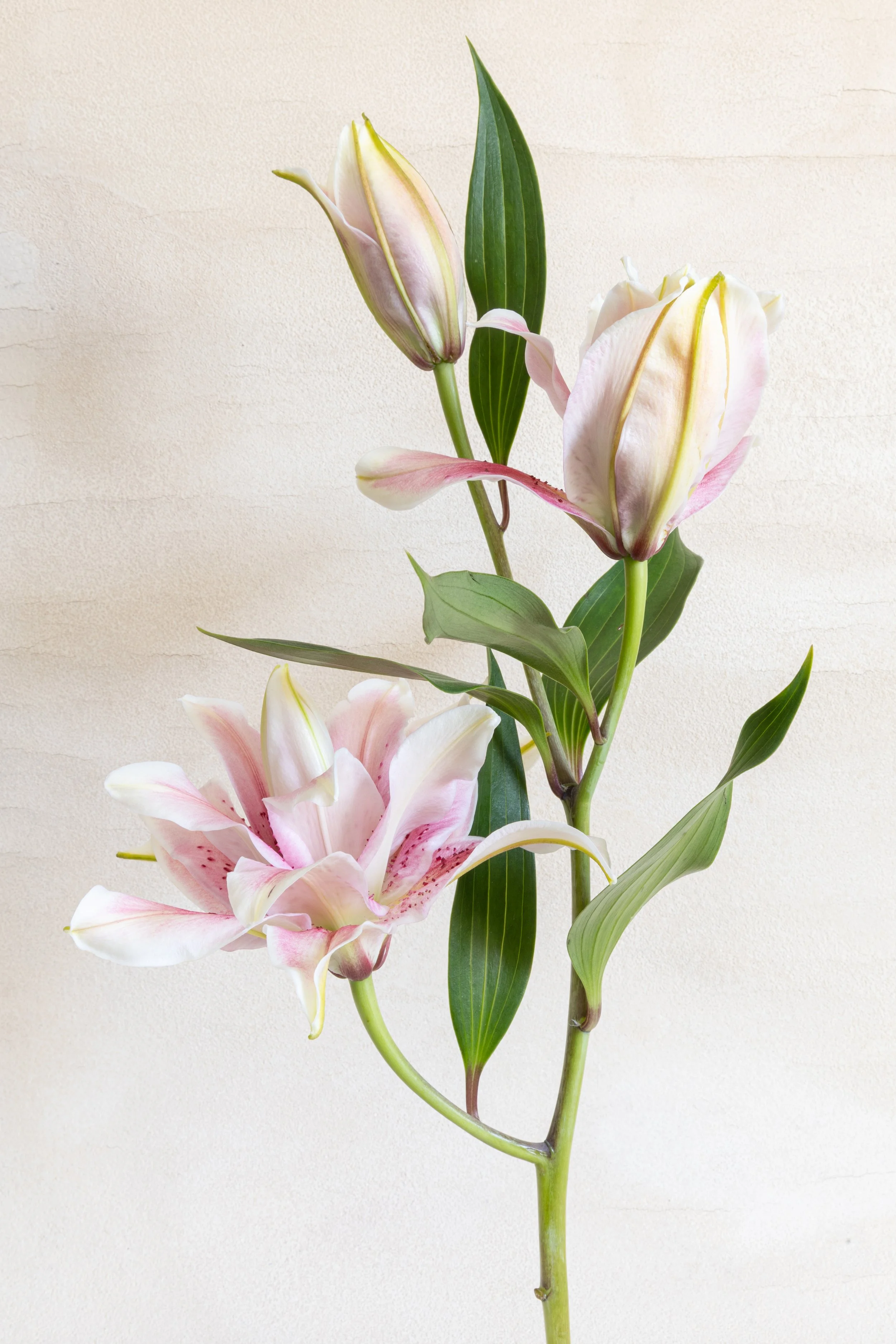 Caitlin Manning_TulipLilyRoses-8.jpg