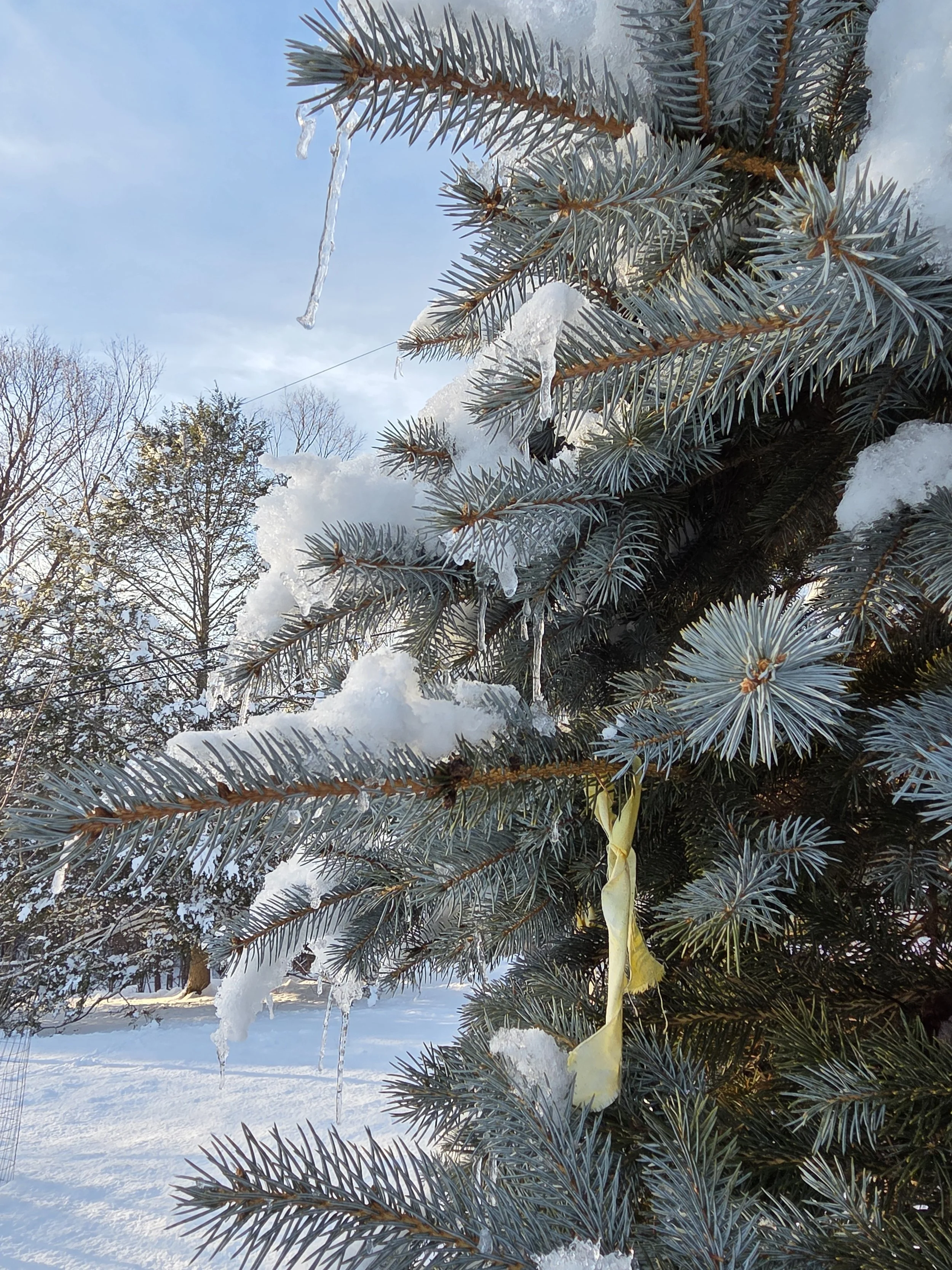 Close-up of a snow-covered blue spruce tree with icicles hanging from its branches, set outdoors in winter.