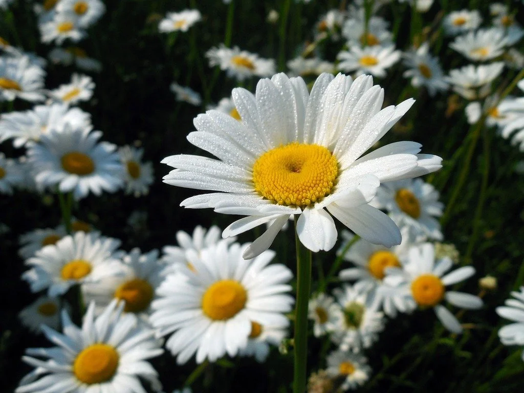 Spring Gathering &amp; Cleanse