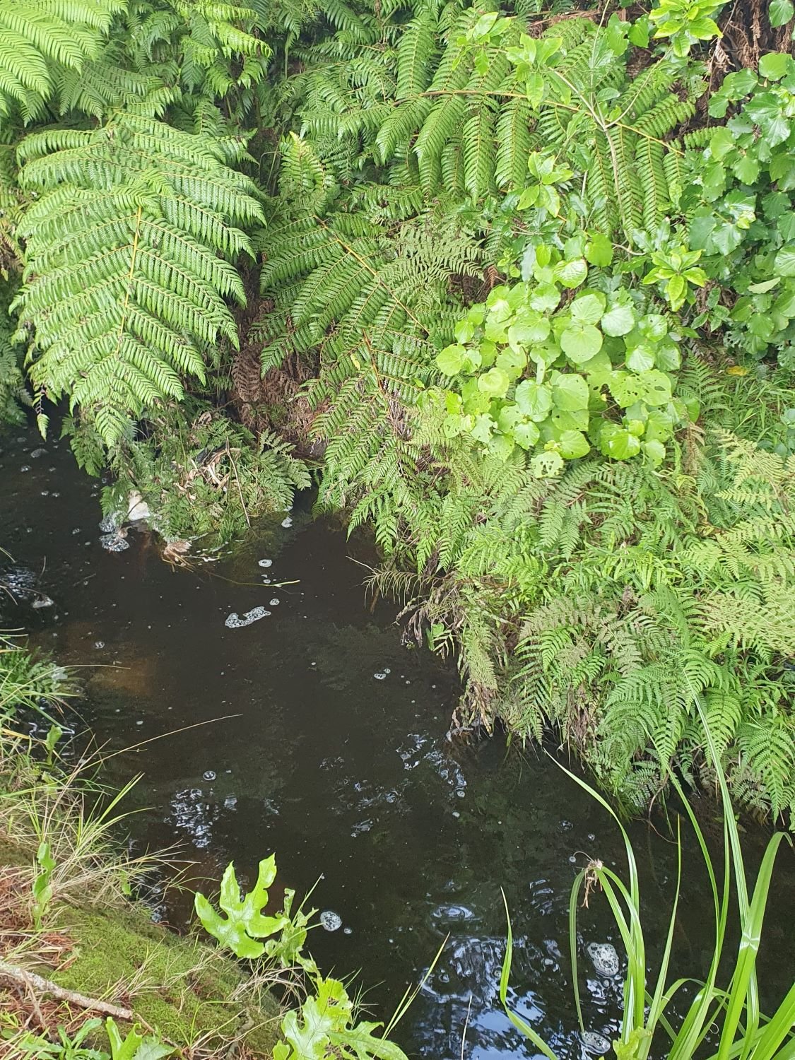 20250419_ Lot 10 stream cropped website.jpg